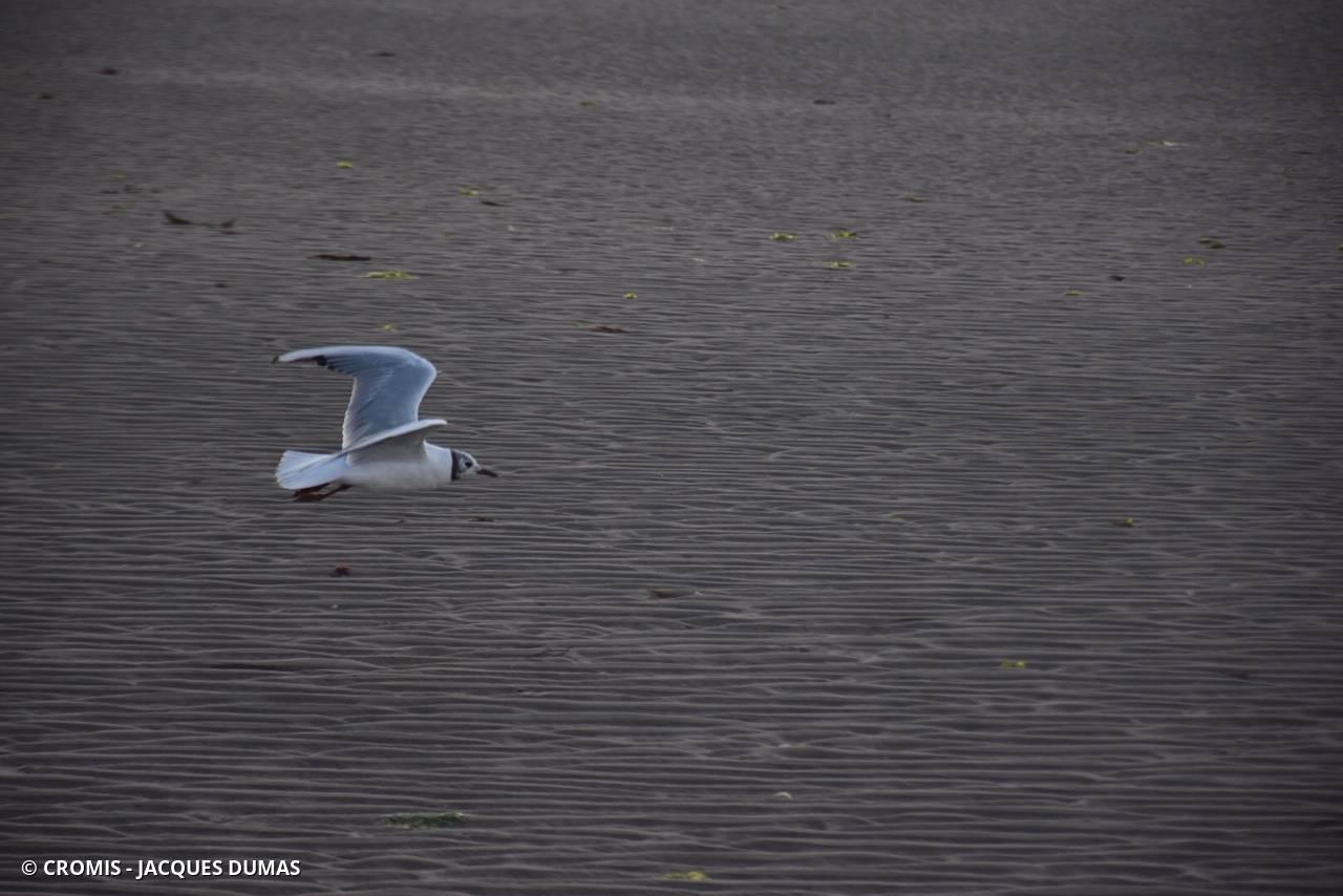 Mouette rieuse