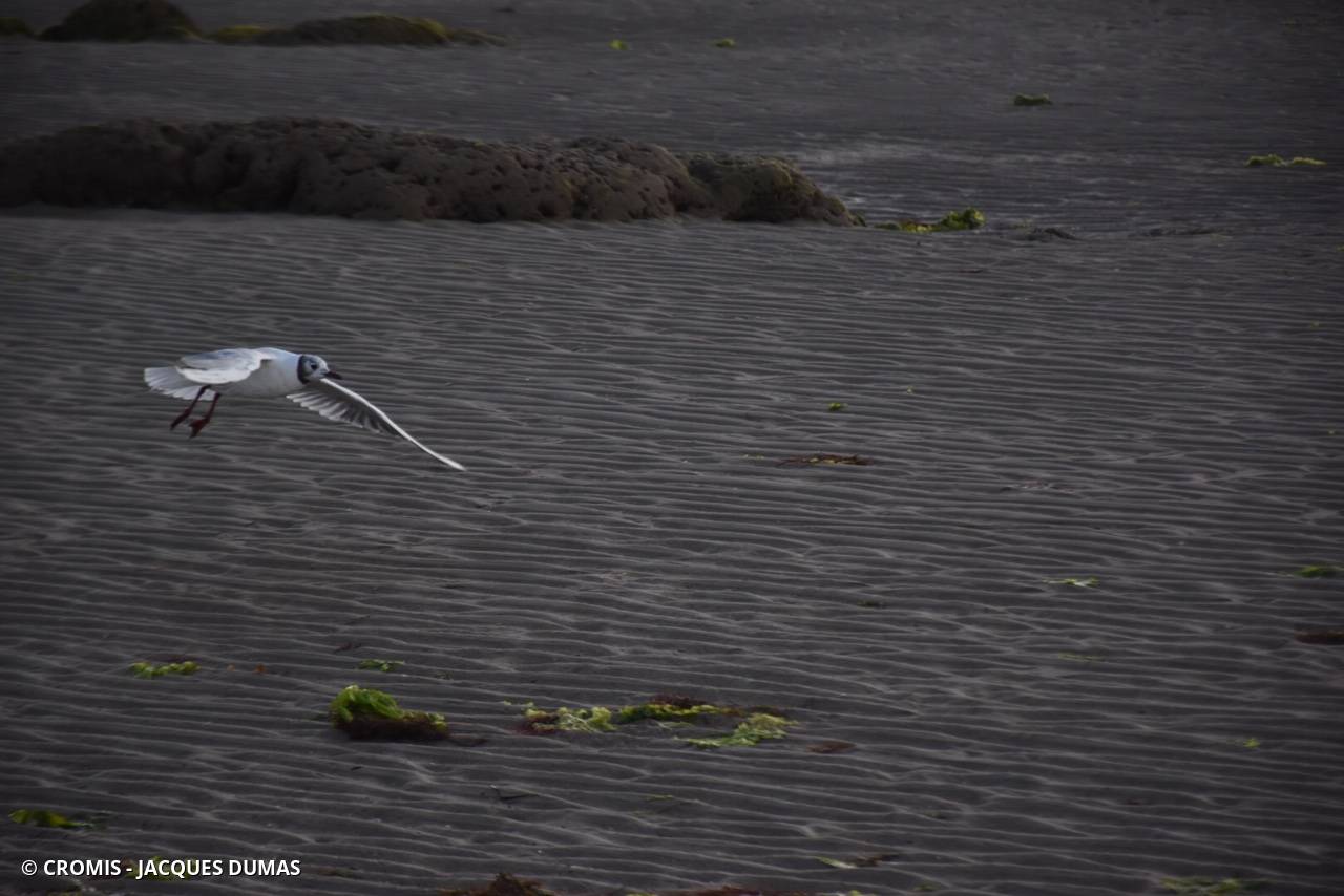 Mouette rieuse