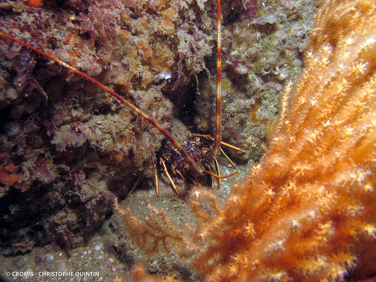 Langouste rouge