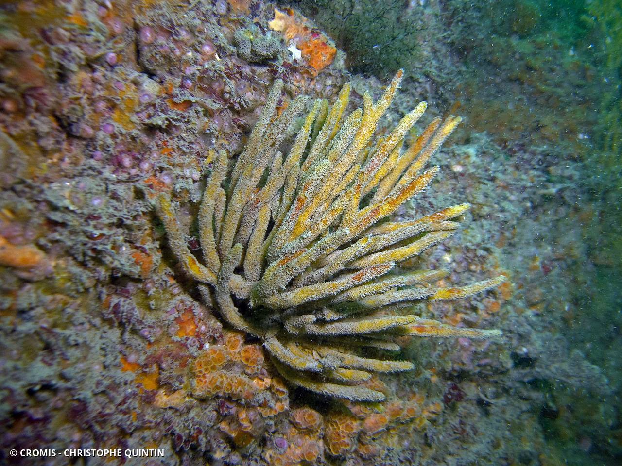 Adreus