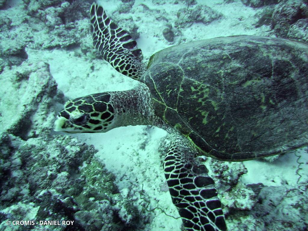 Tortue imbriquée