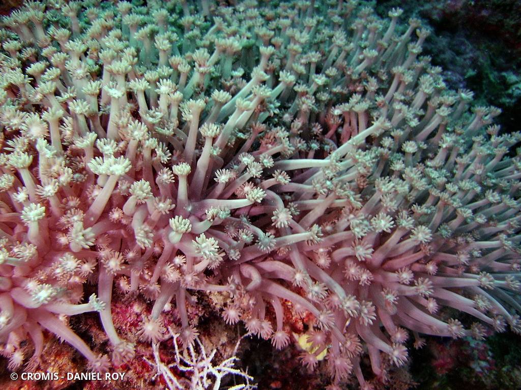 Corail pot de fleurs vertes