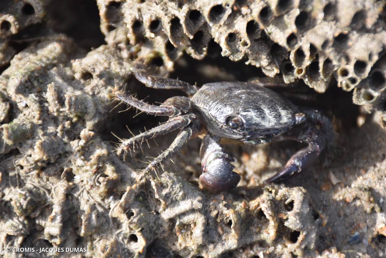 Crabe marbré