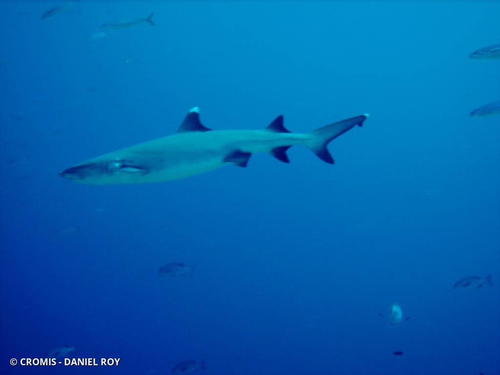 Requin corail