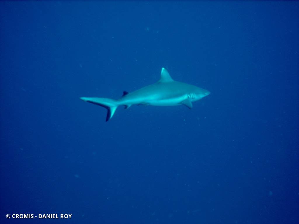 Requin gris de récif