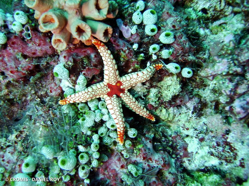 Etoile à nodules
