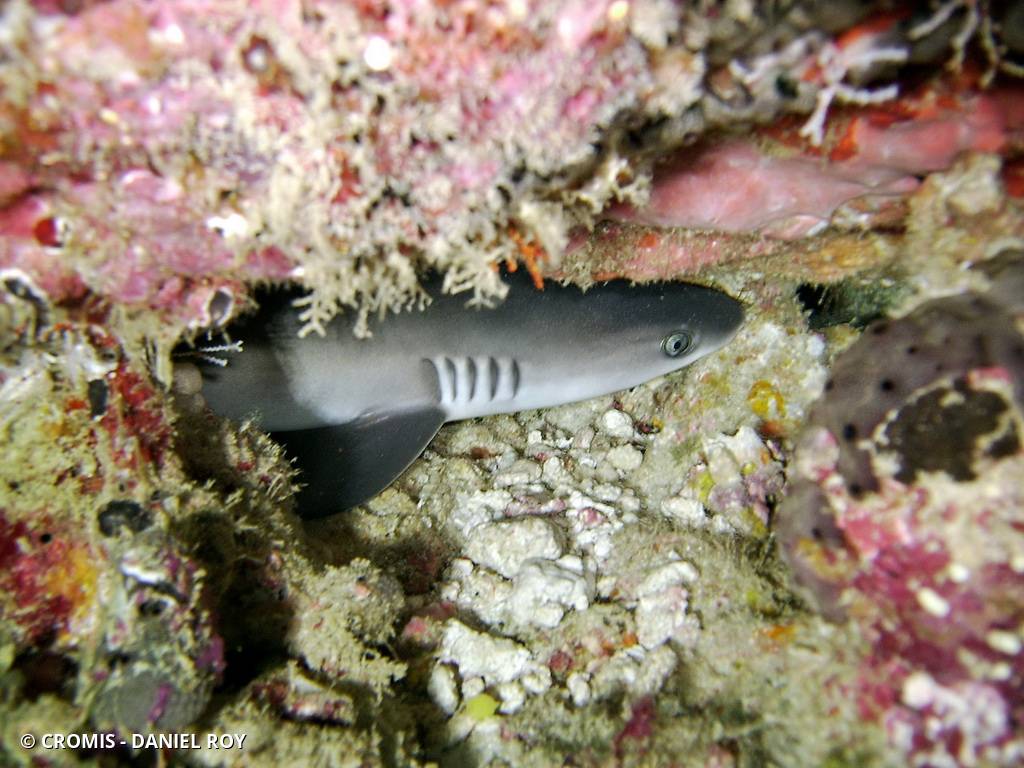 Requin corail