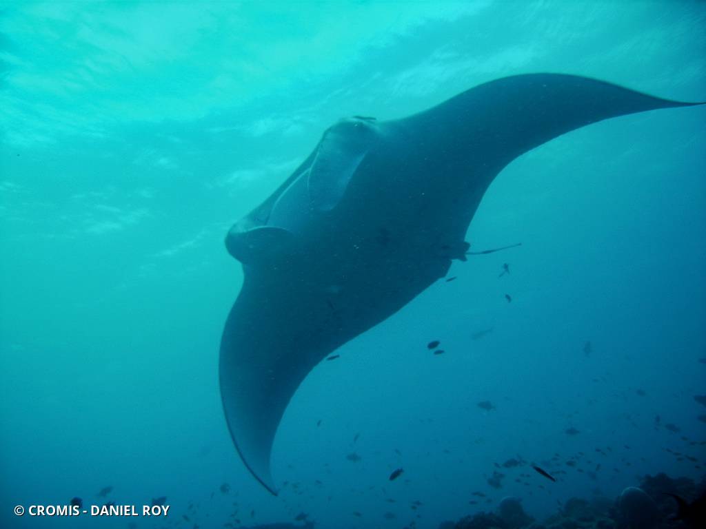 Manta des récifs