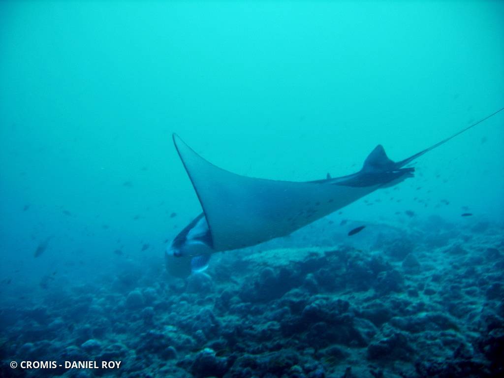 Manta des récifs