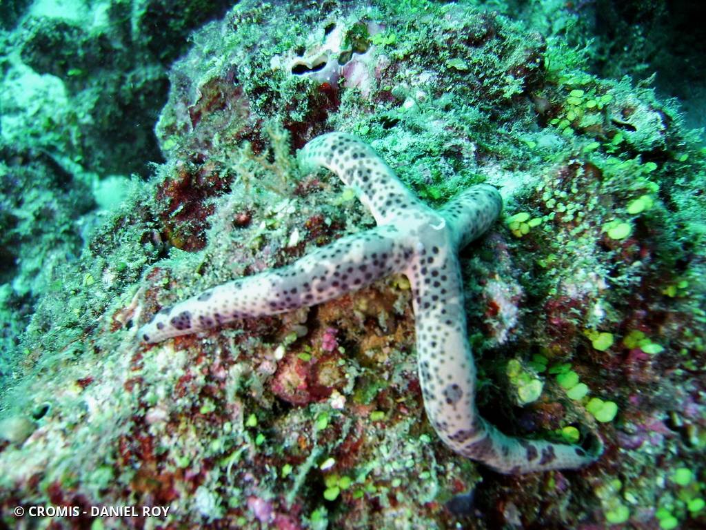 Comète de mer