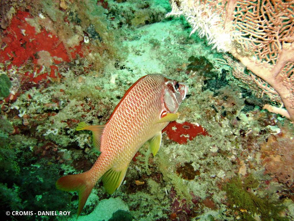 Poisson-écureuil géant