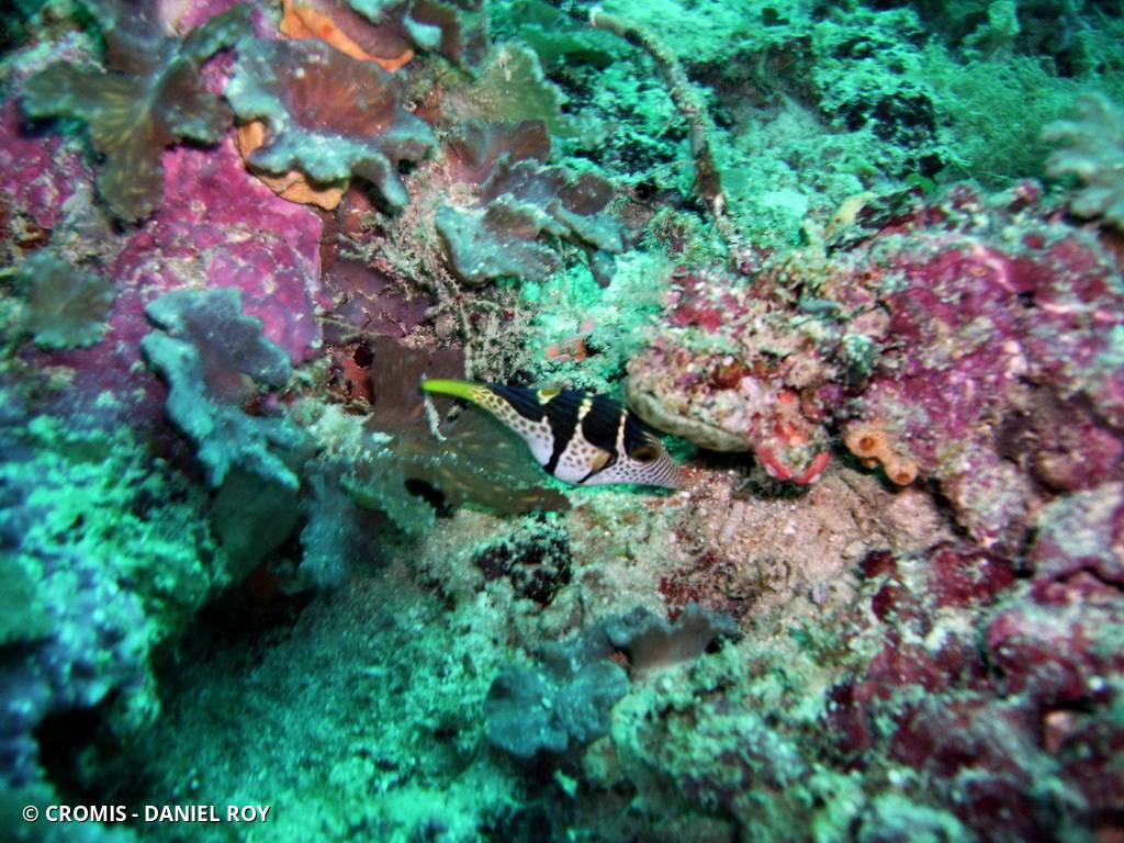 Canthigaster à selle noire