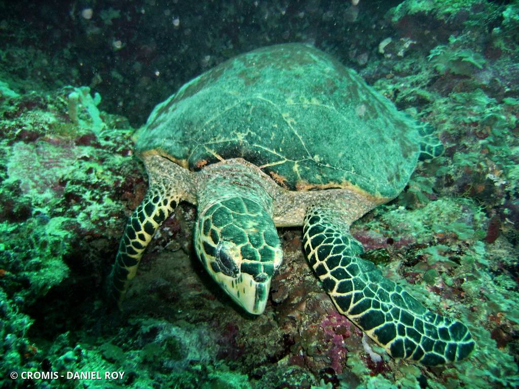 Tortue imbriquée
