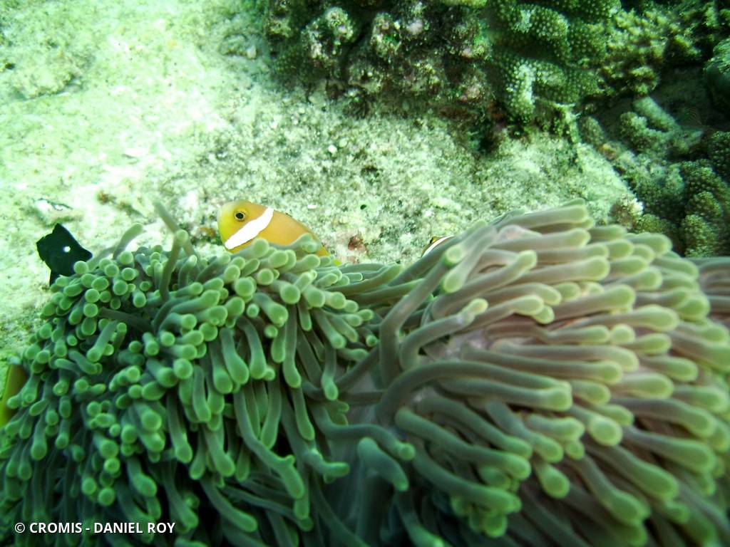 Poisson-clown des Maldives