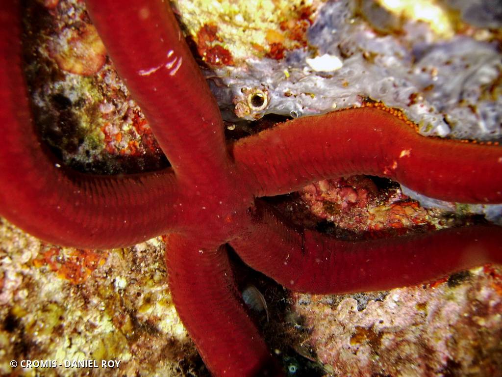 Etoile de mer violette