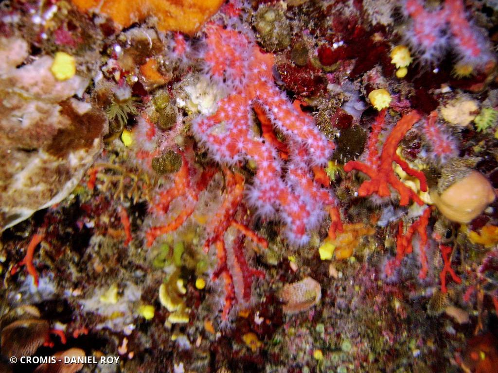 Corail rouge de Méditerranée
