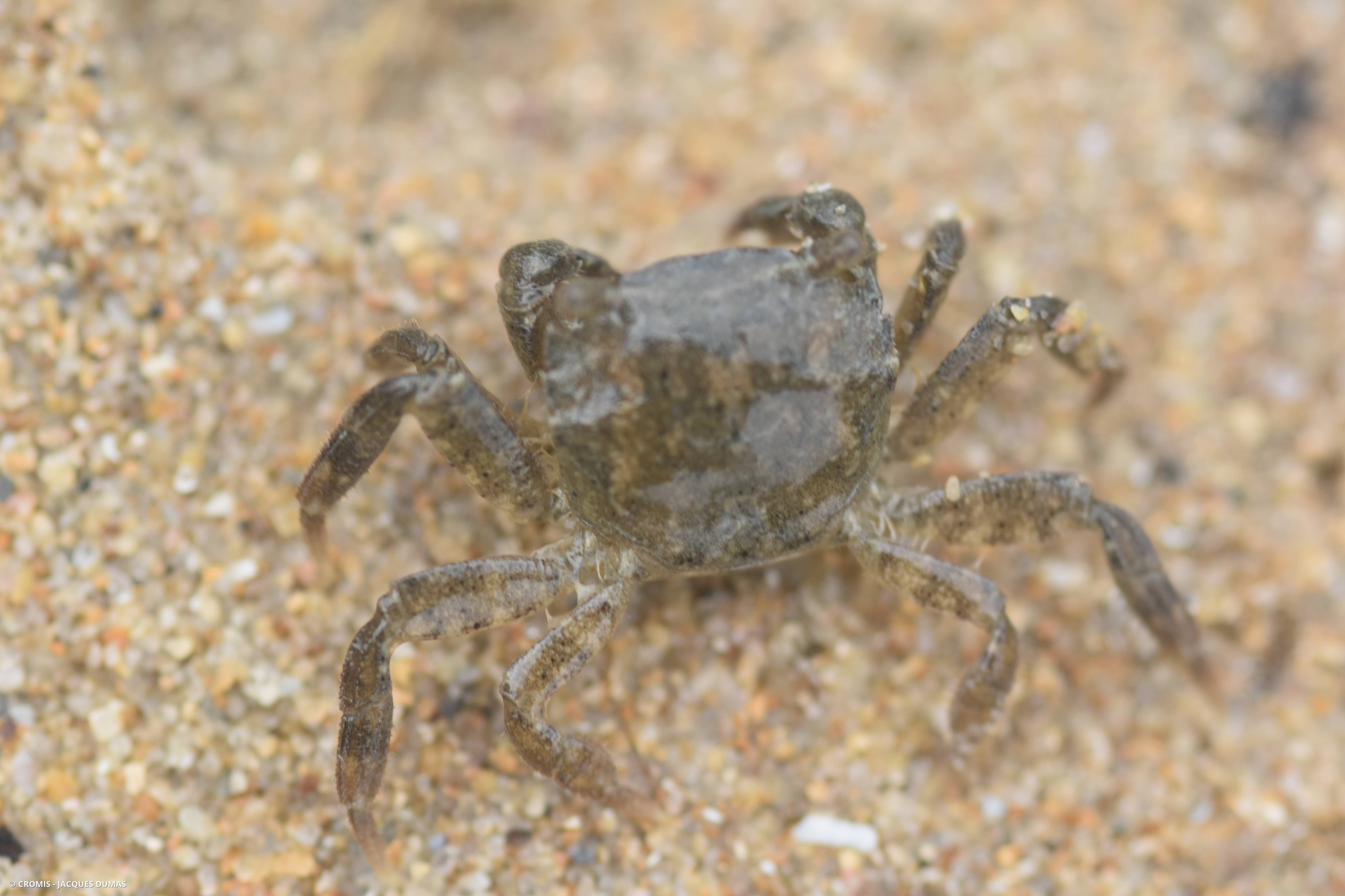 Crabe à pinceaux de Takano
