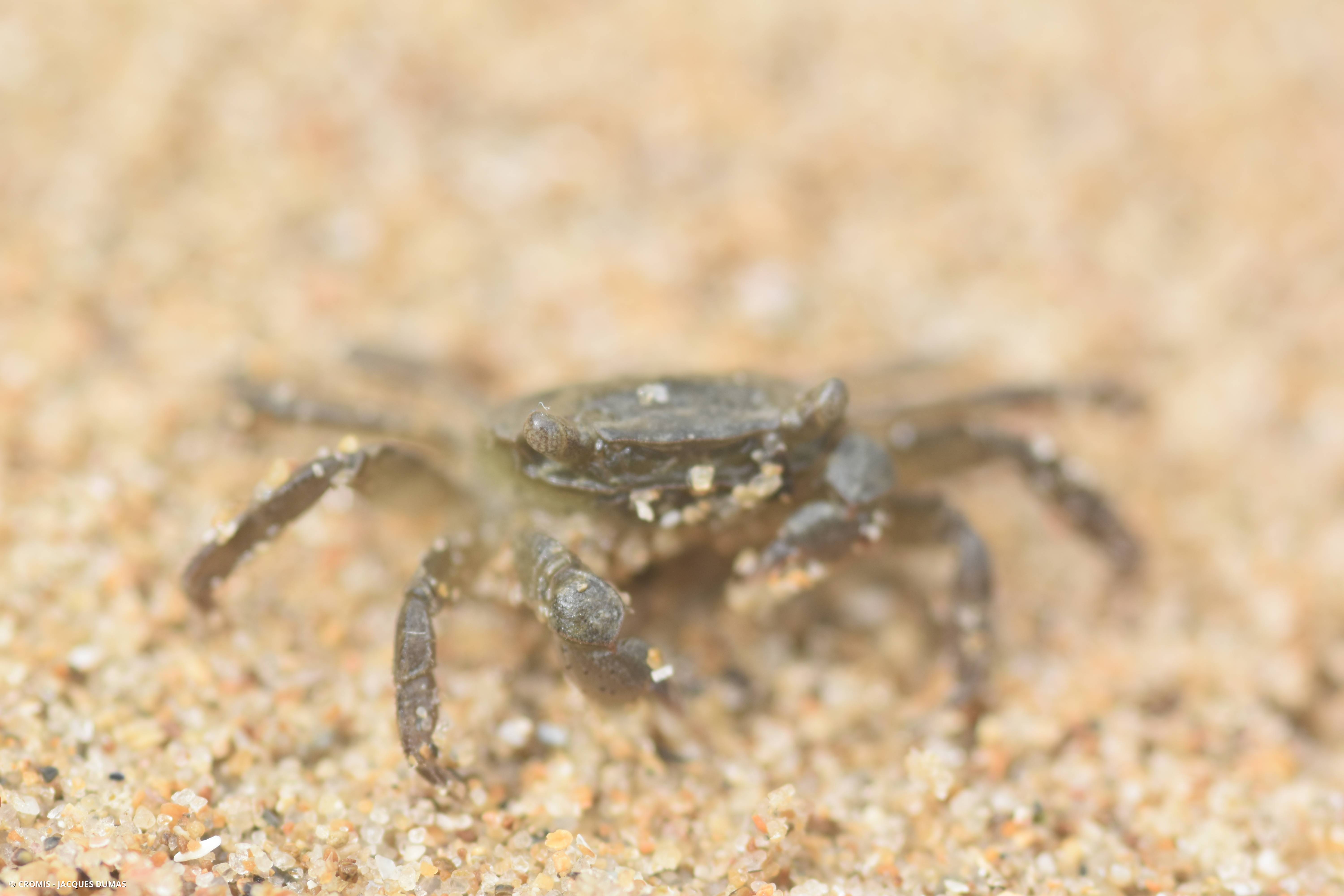Crabe à pinceaux de Takano