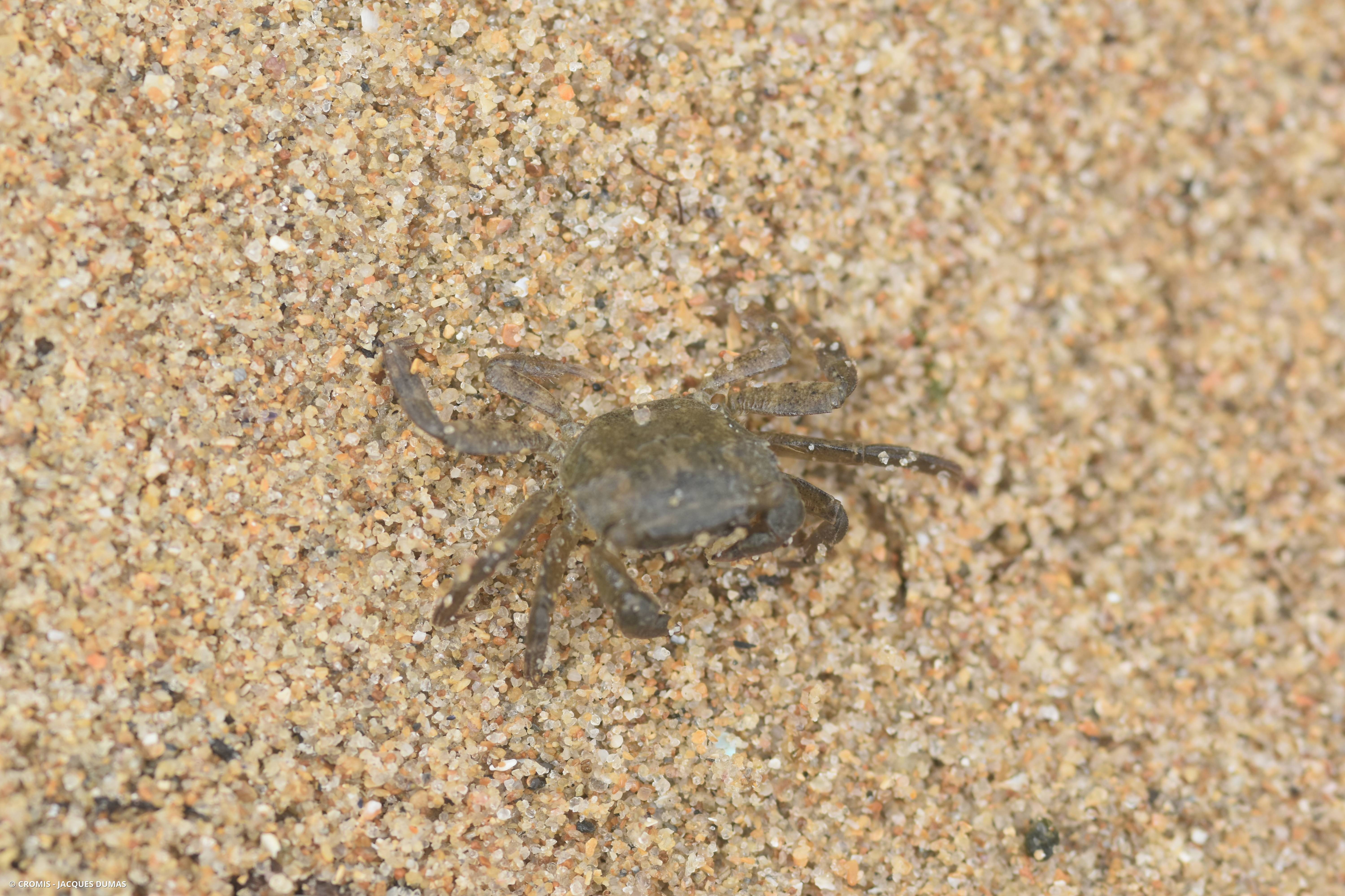 Crabe à pinceaux de Takano