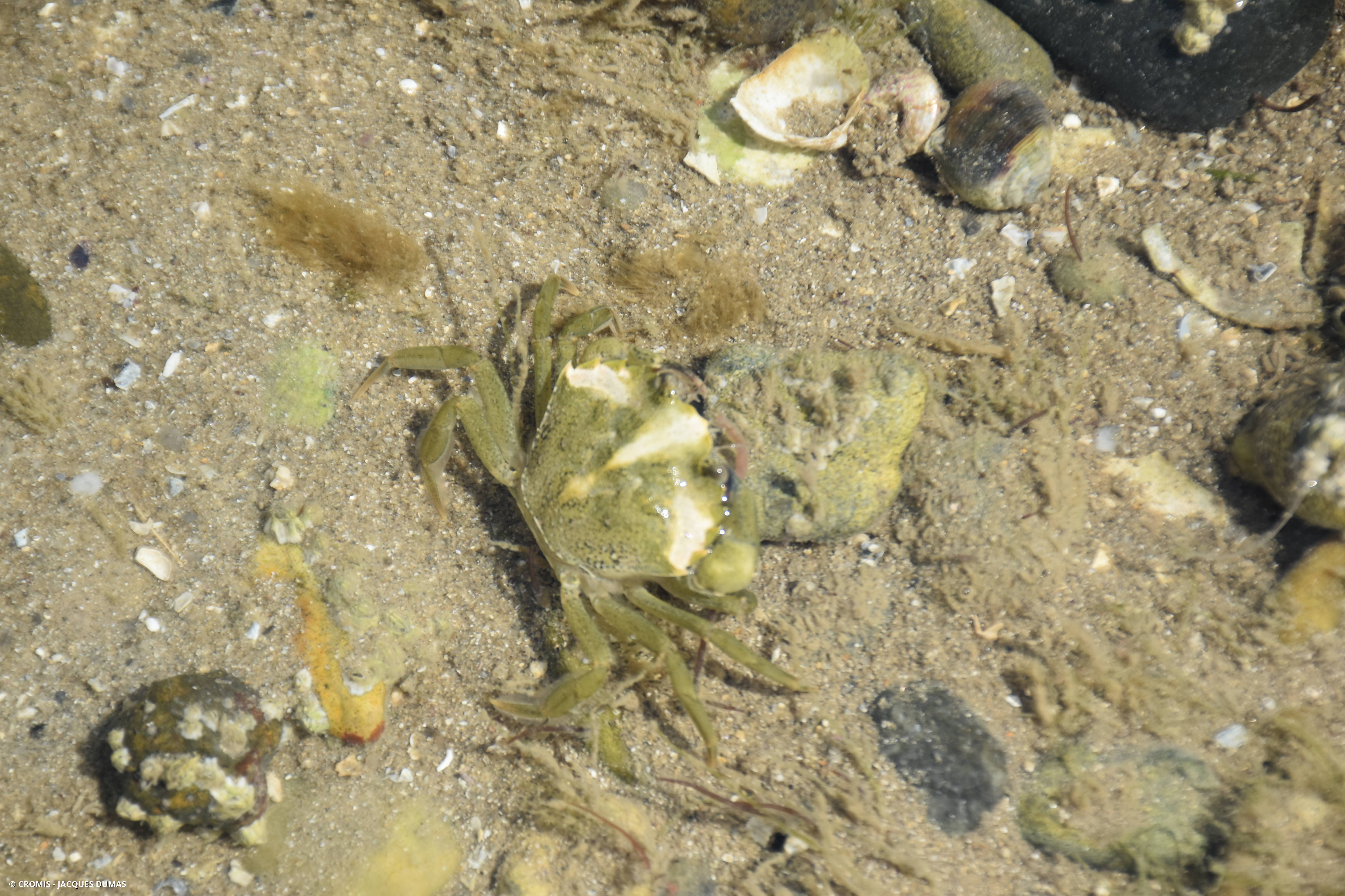 Crabe vert