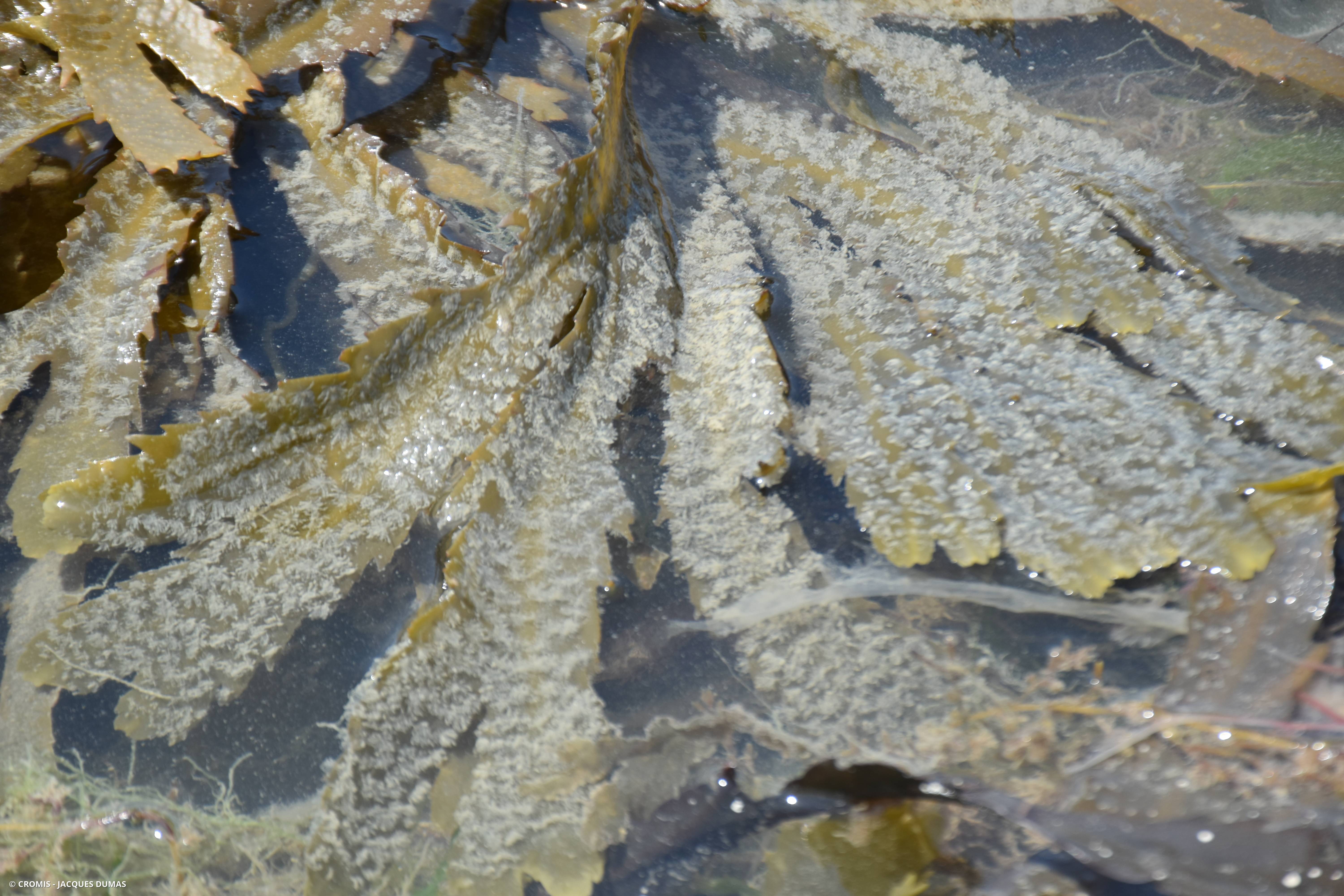Fucus denté