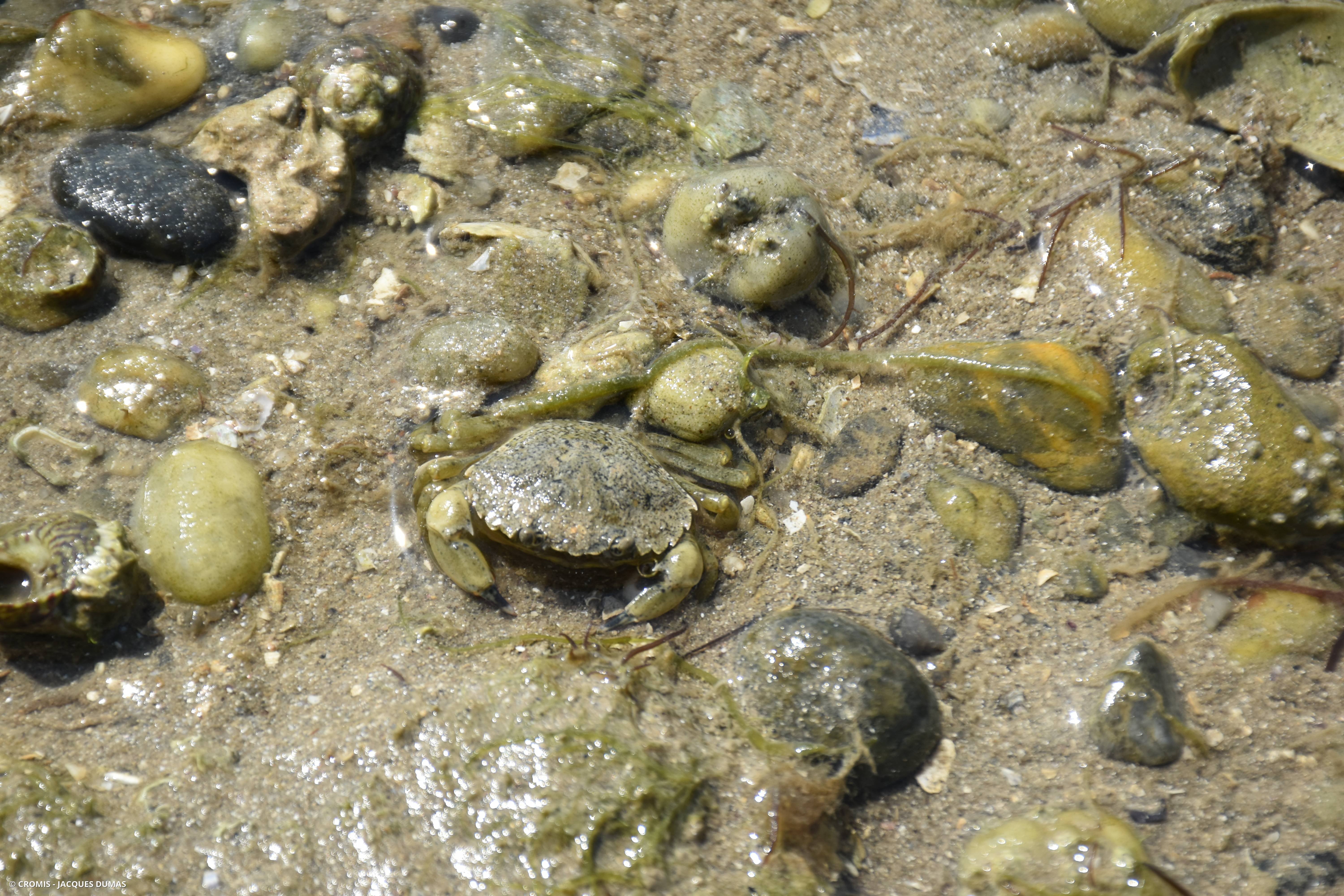 Crabe vert