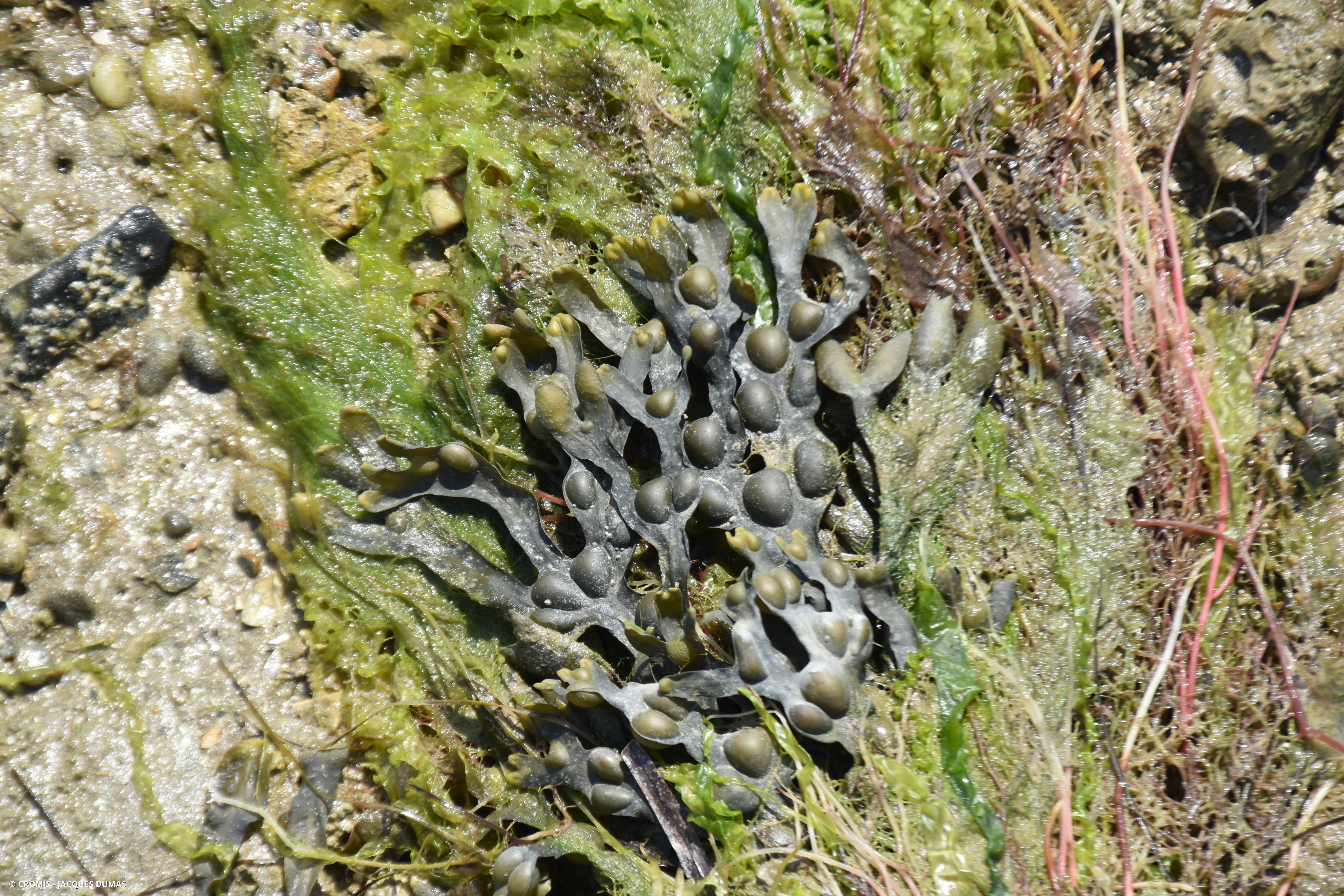 Fucus vésiculeux