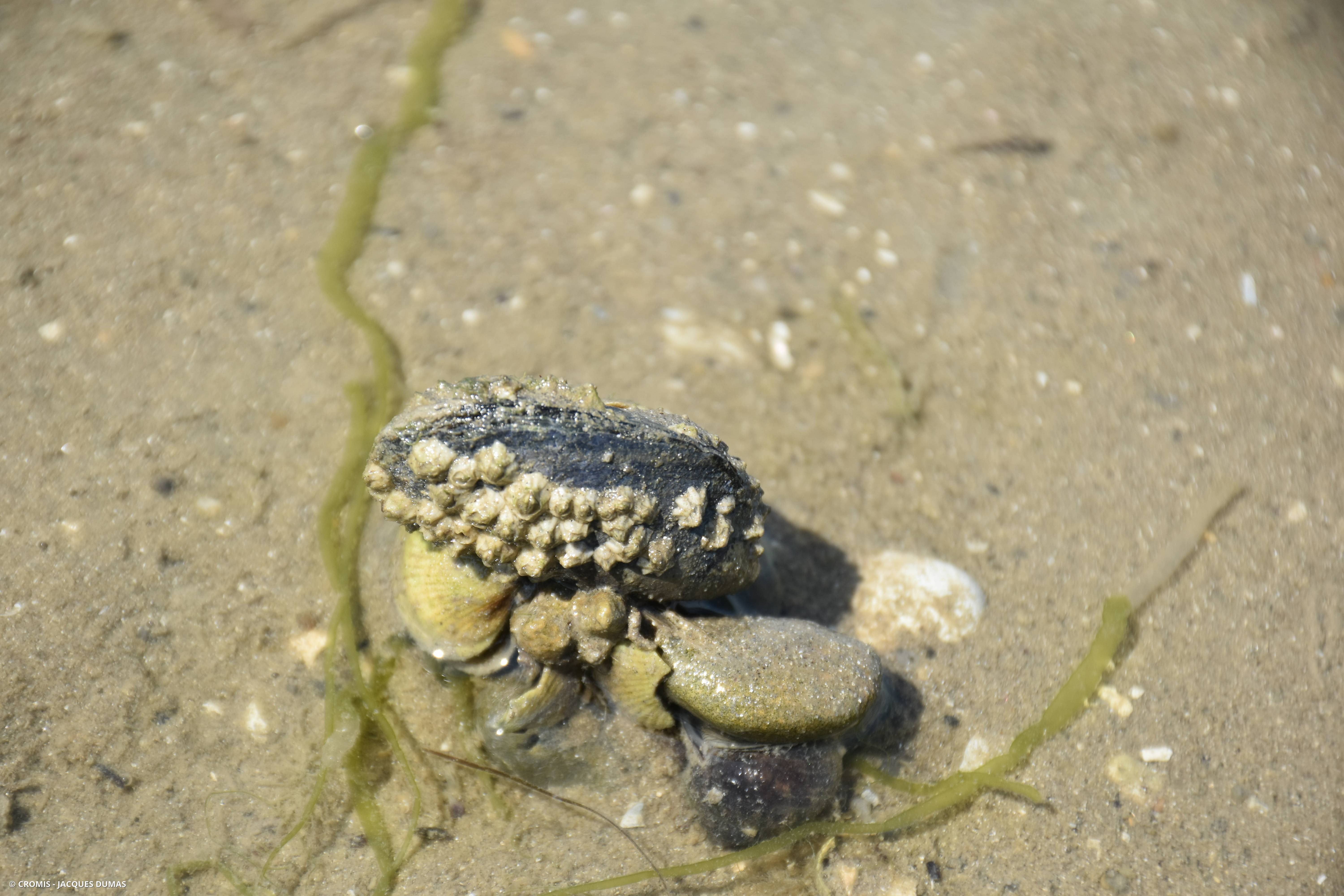 Moule commune