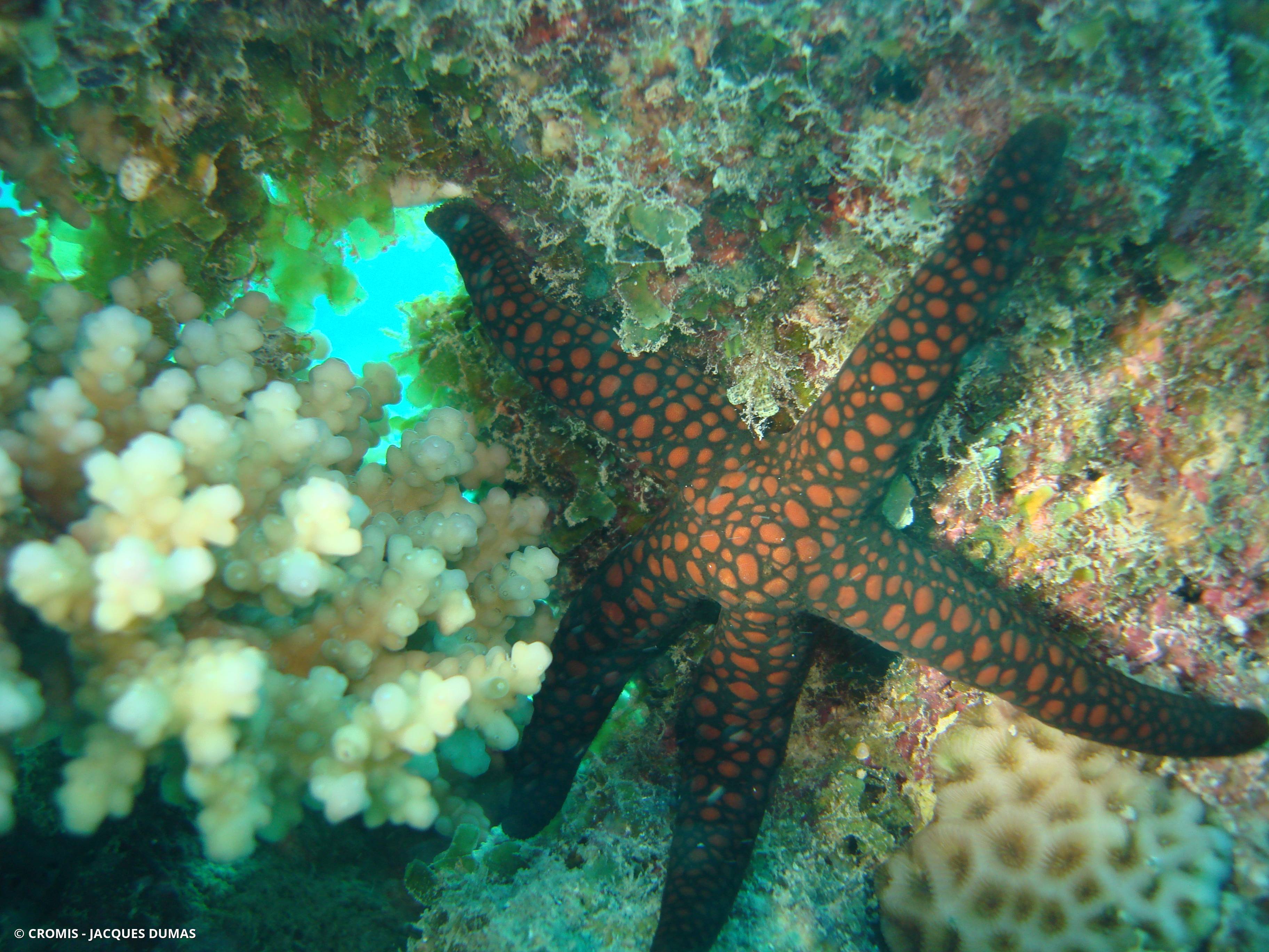 Etoile de mer réticulée