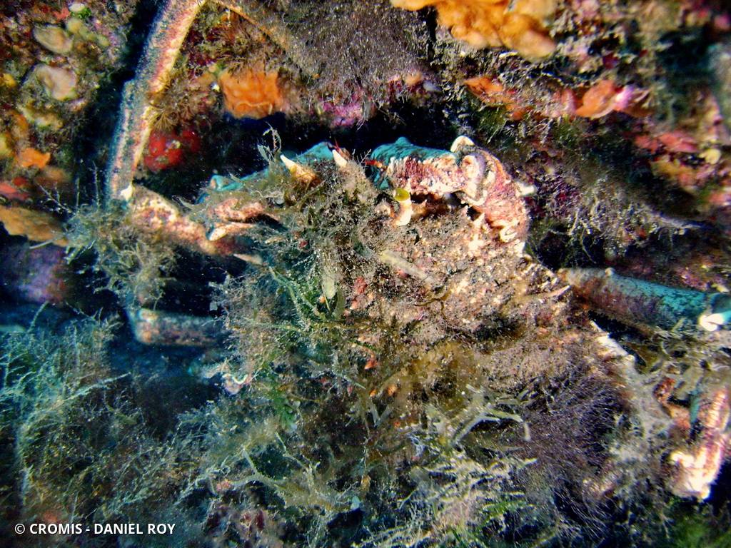 Grande araignée de Méditerranée