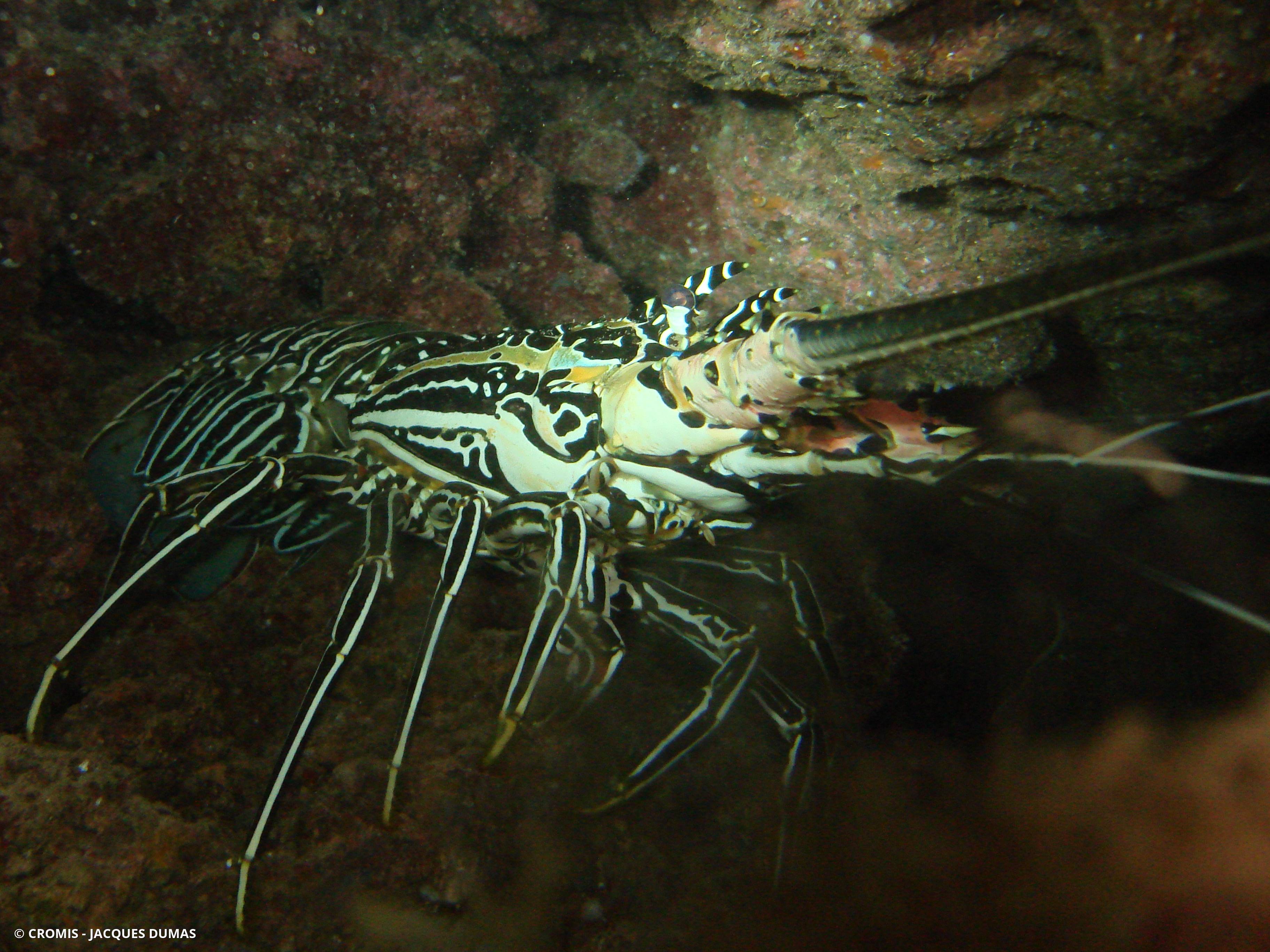 Langouste peinte