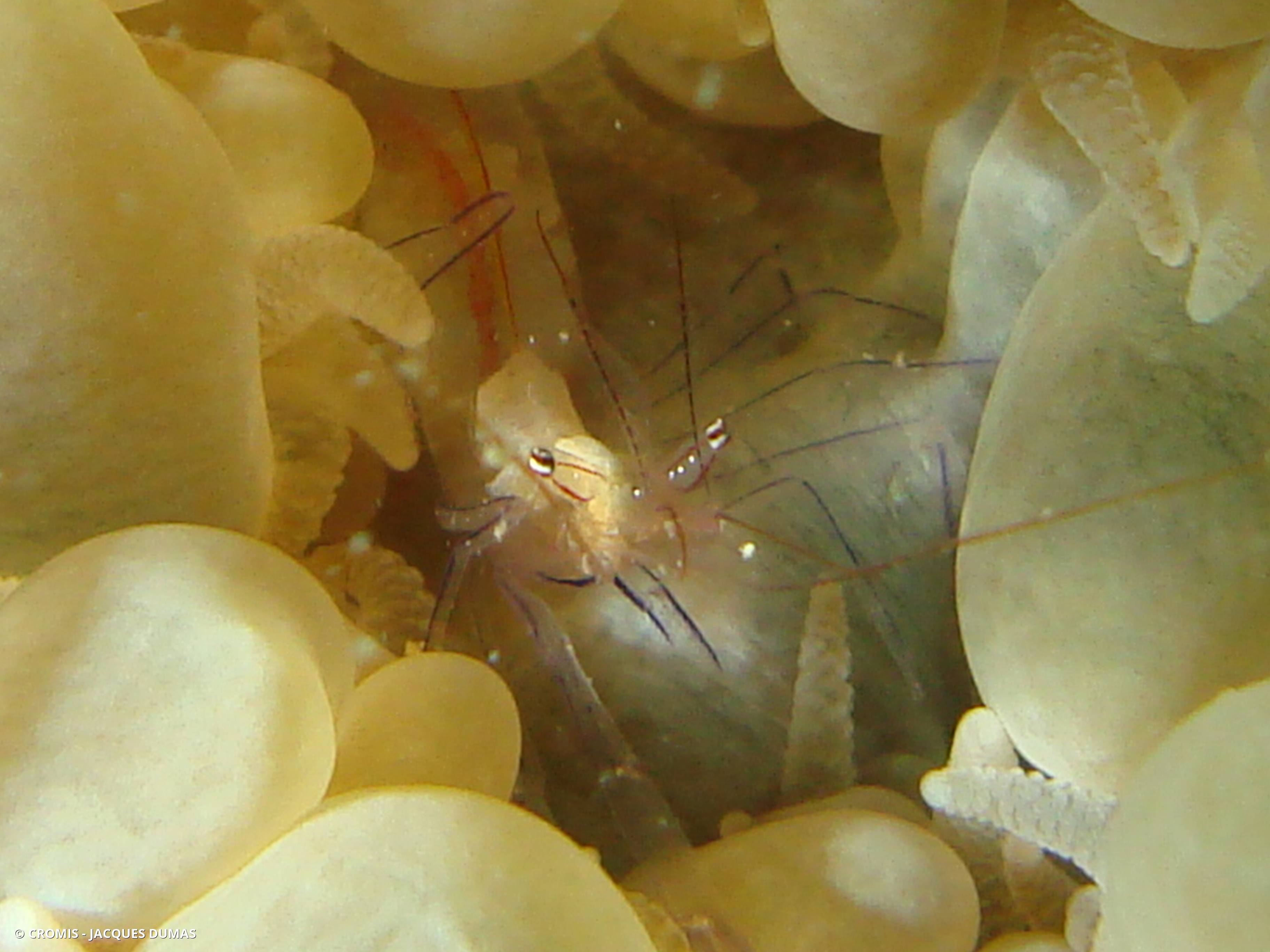 Crevette du corail bulle