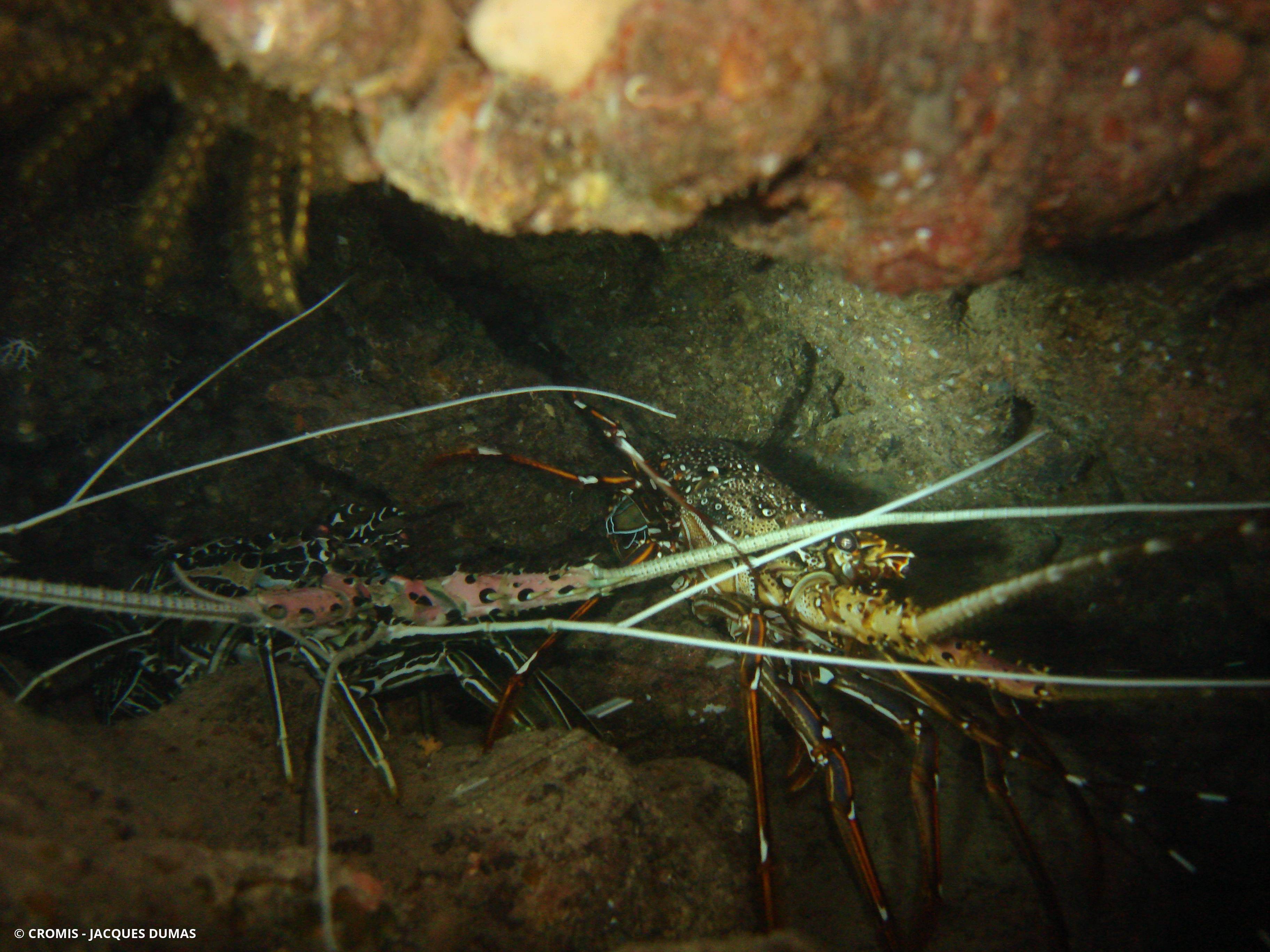 Langouste peinte