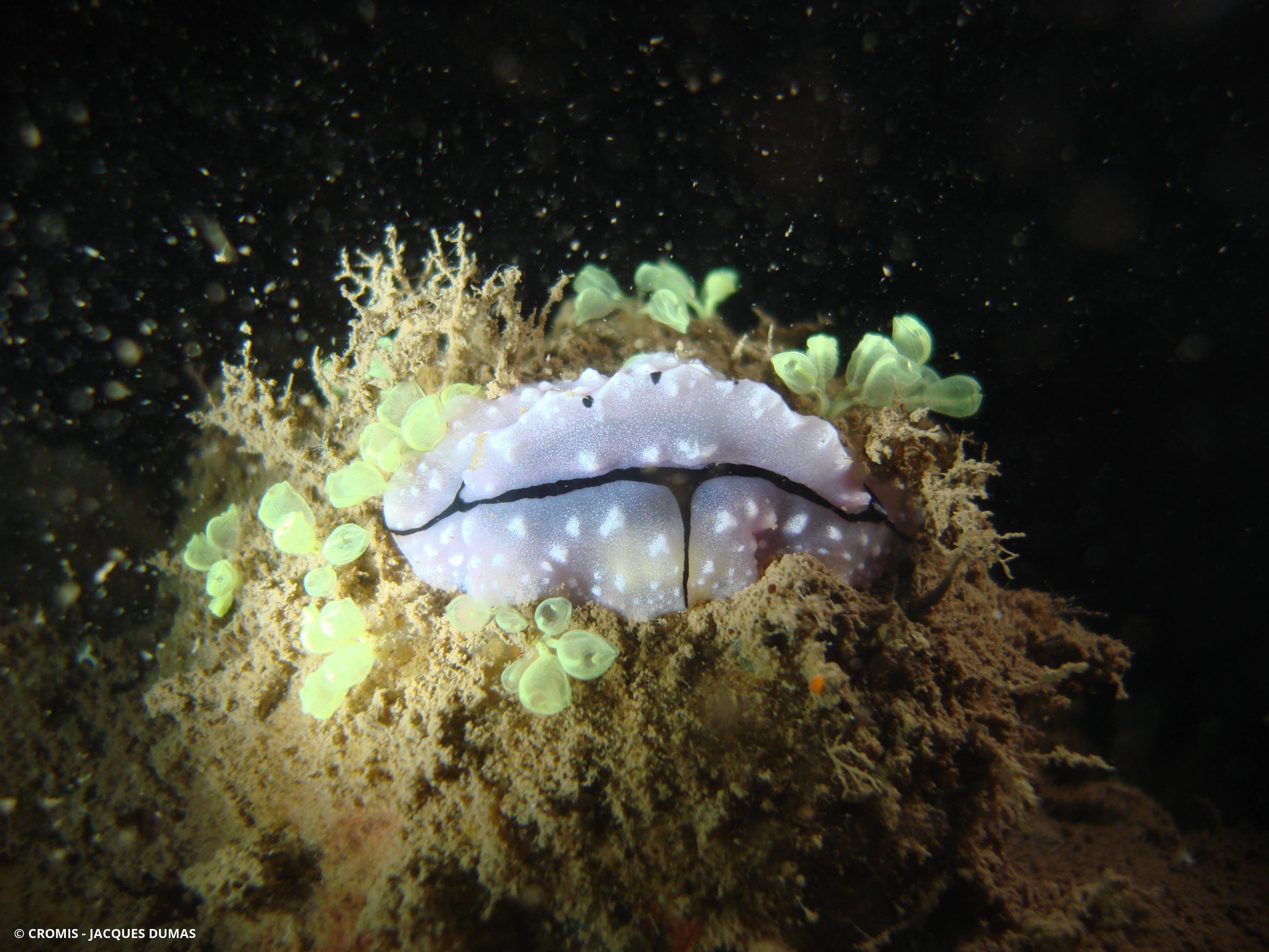 Phyllidiopsis de Shireen