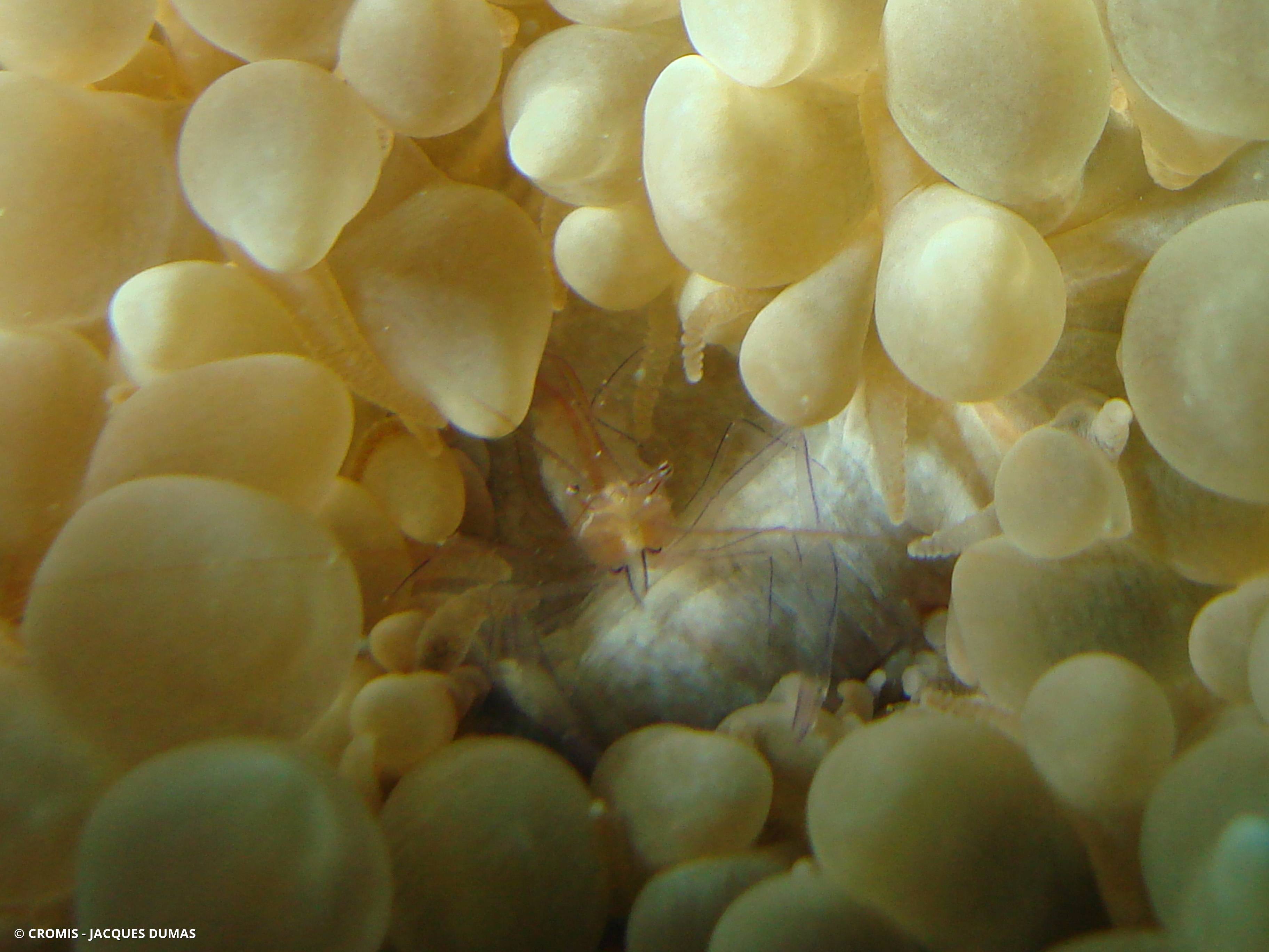 Crevette du corail bulle