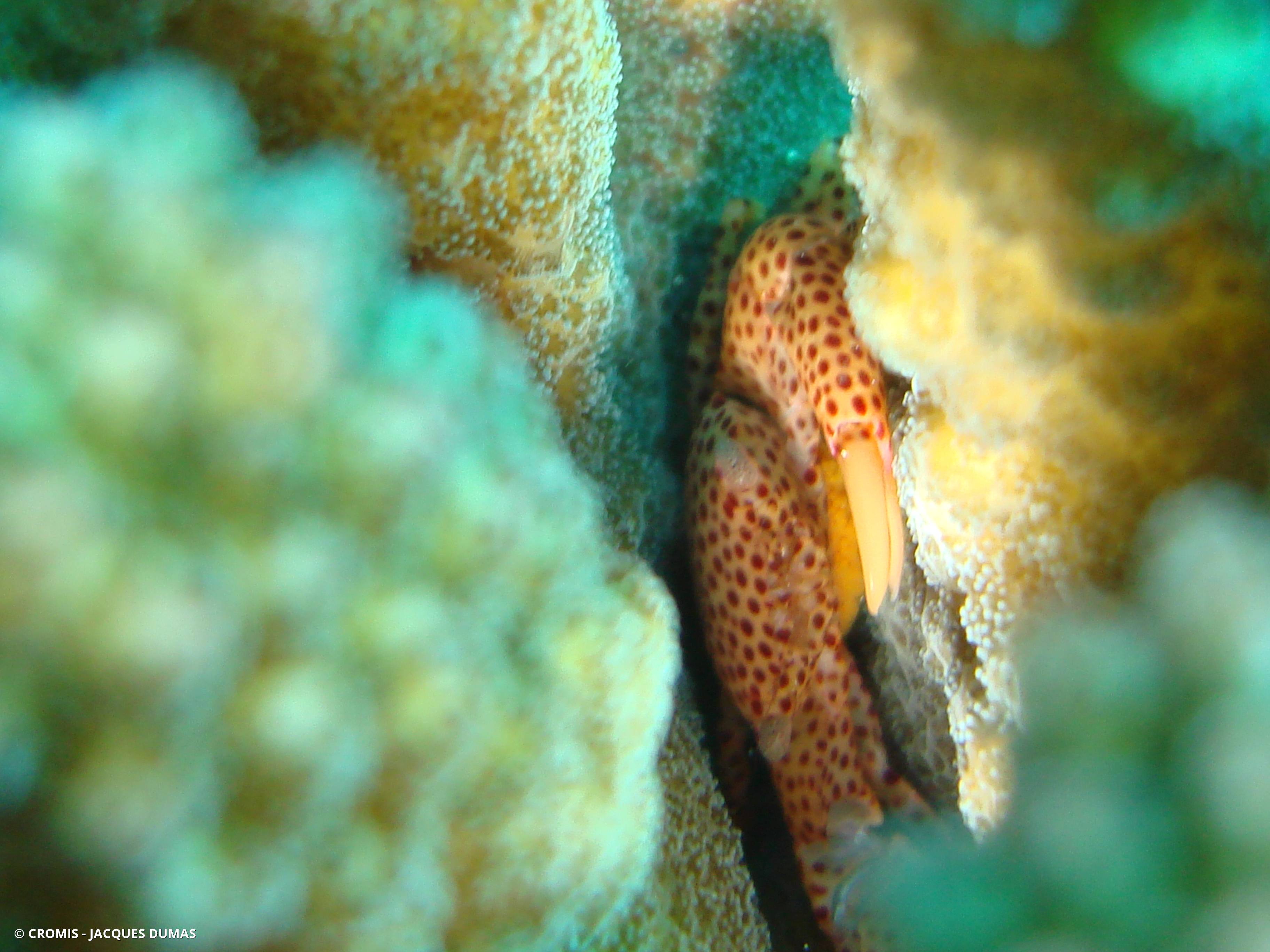 Crabe porcelaine