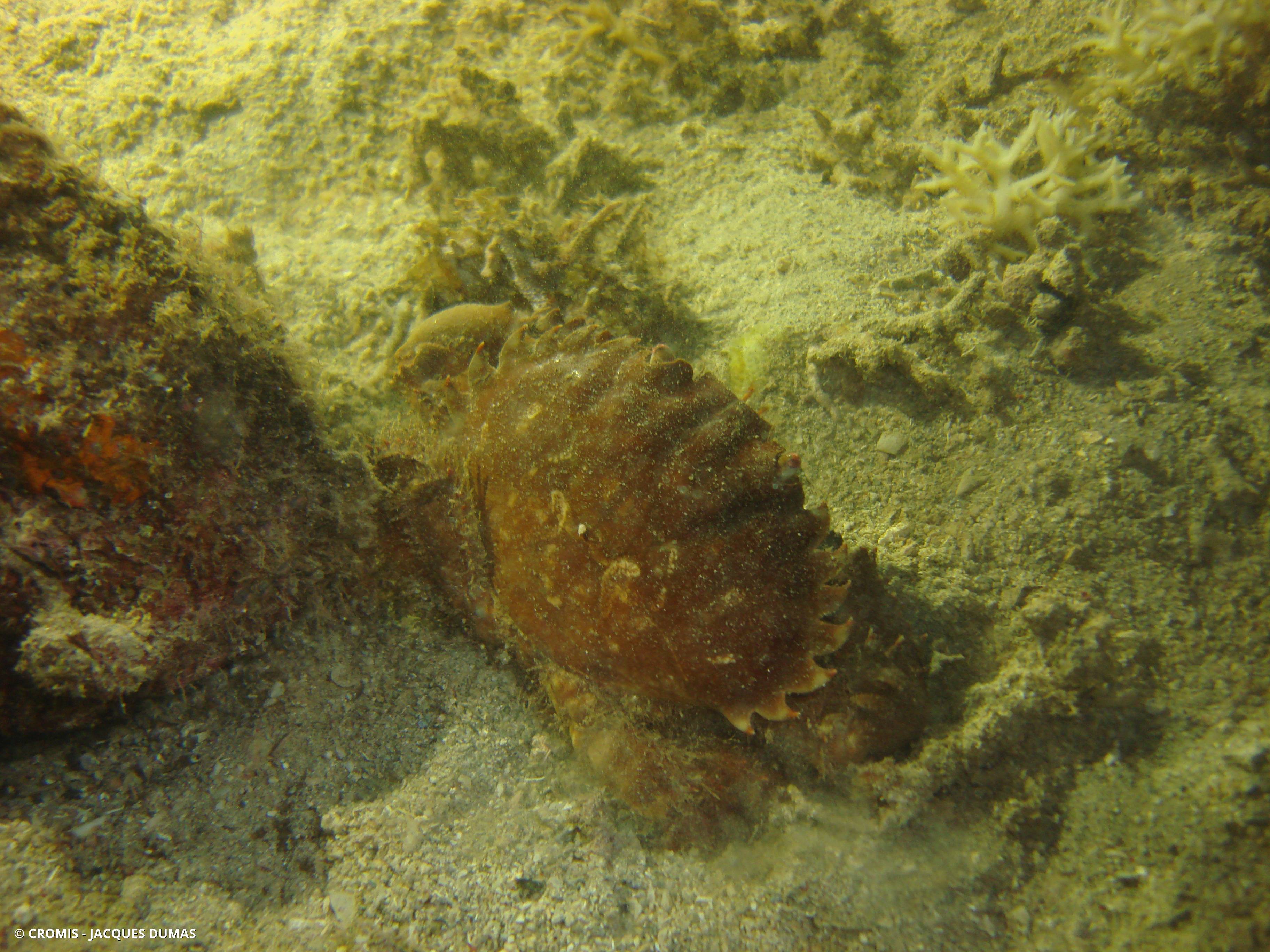 Crabe splendide