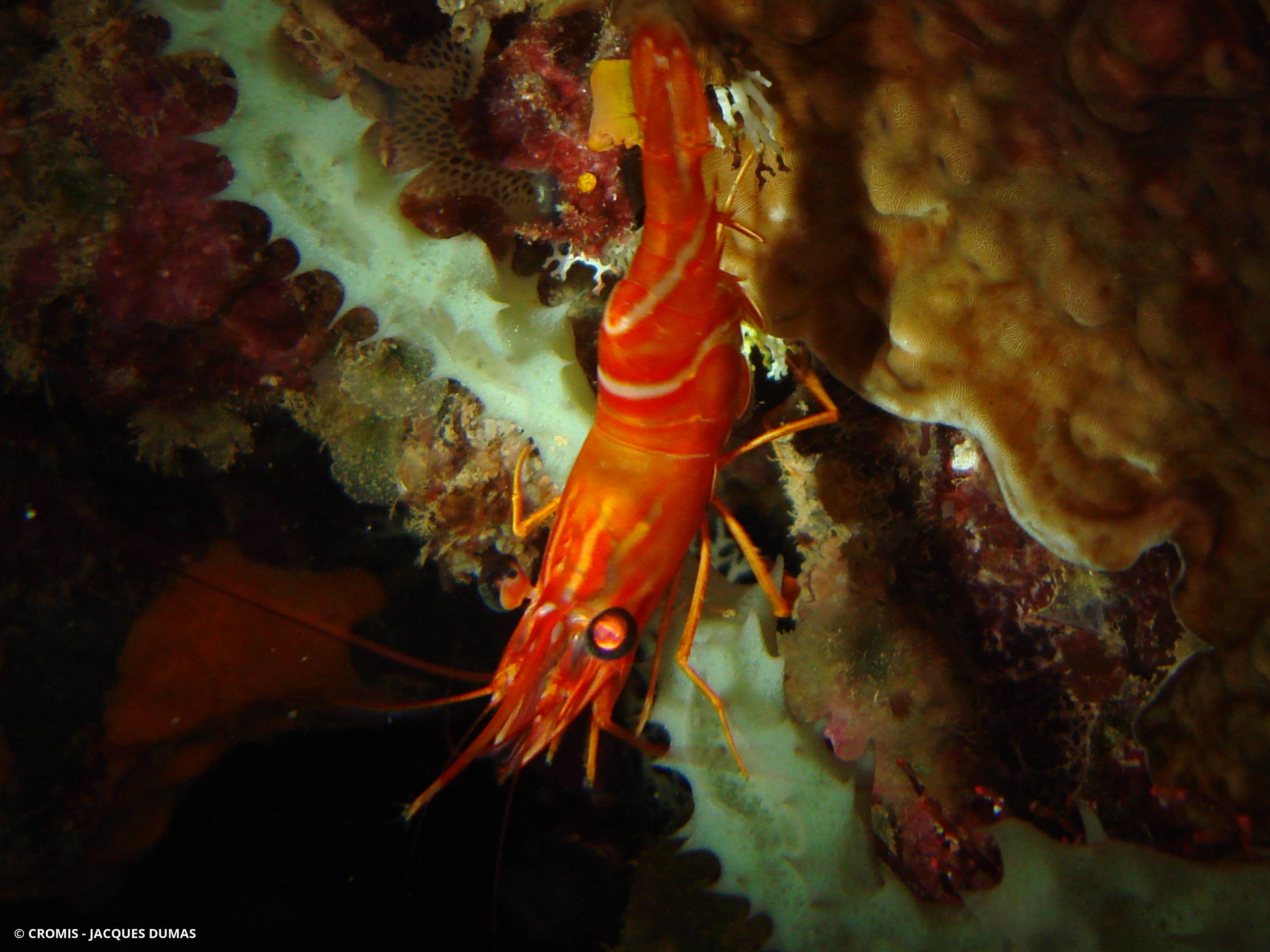 Crevette danseuse orange