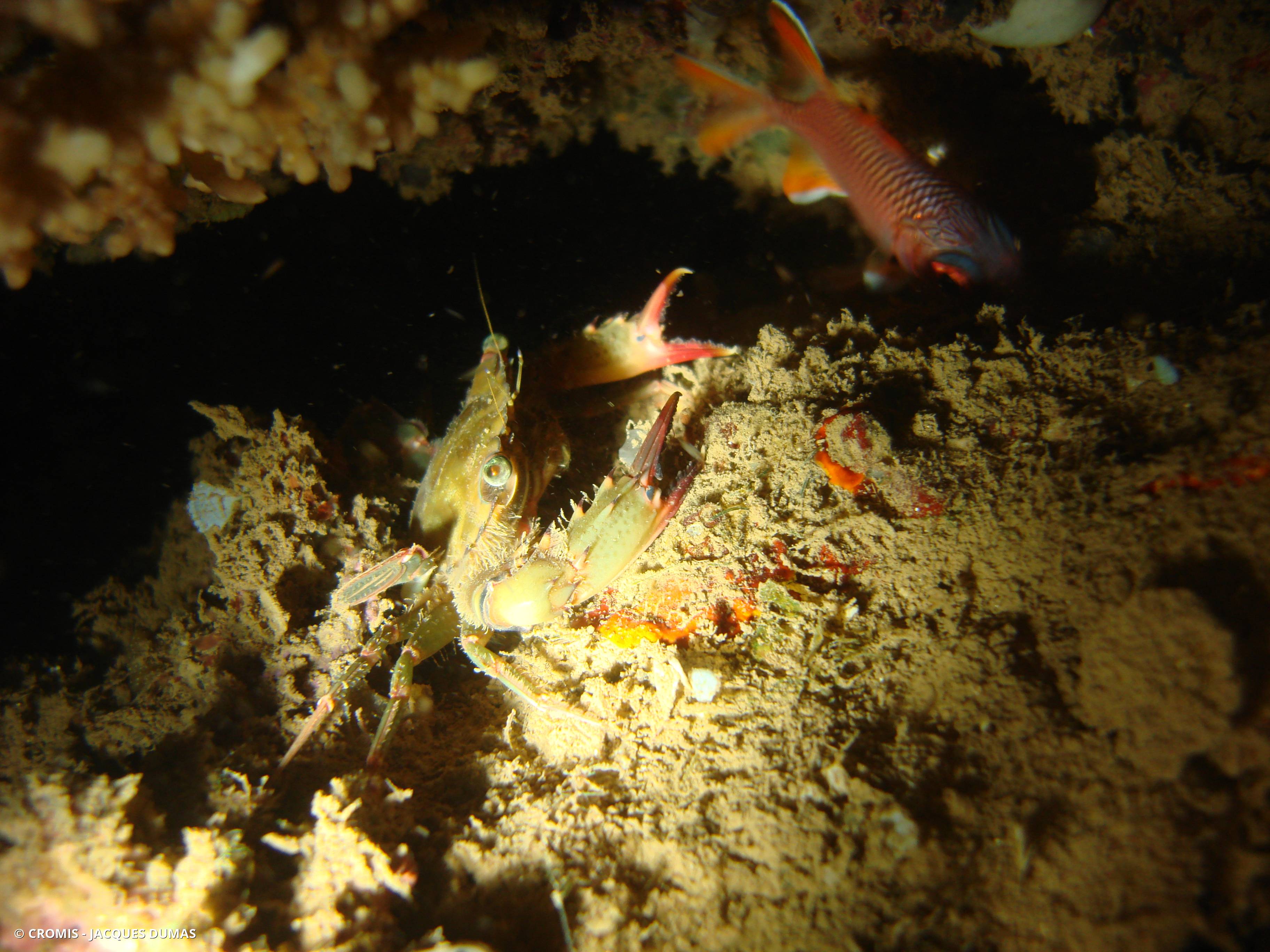 Thalamita spp.