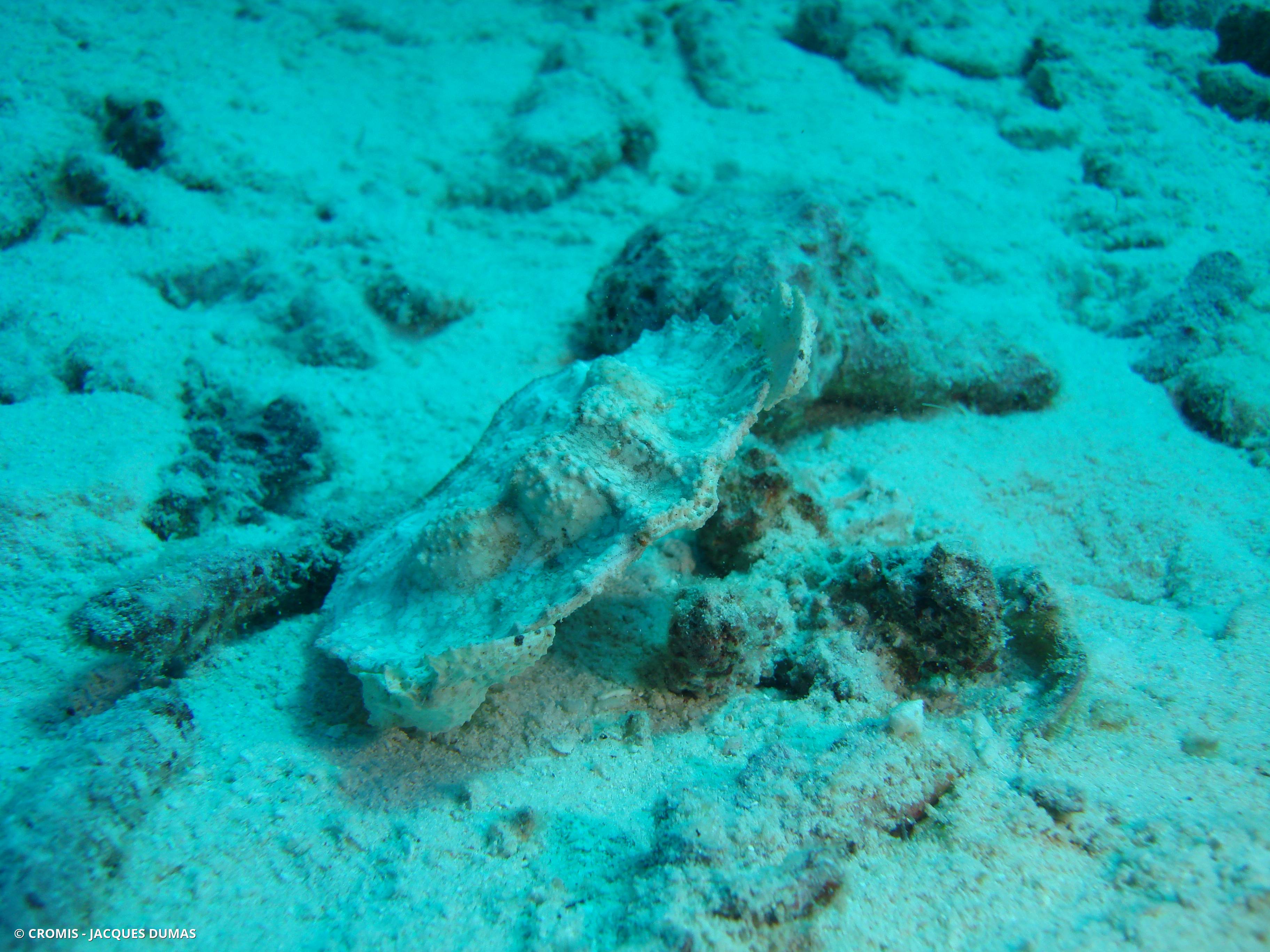 Aethra scruposa