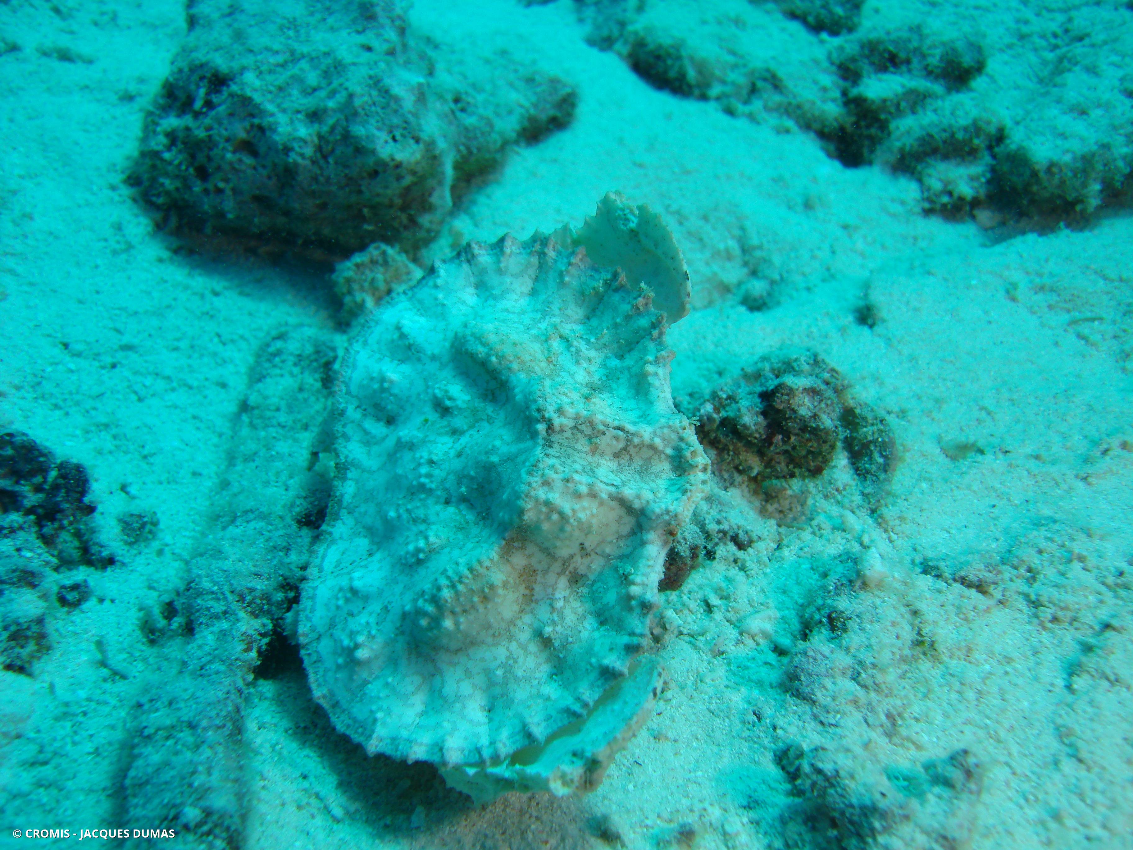 Aethra scruposa