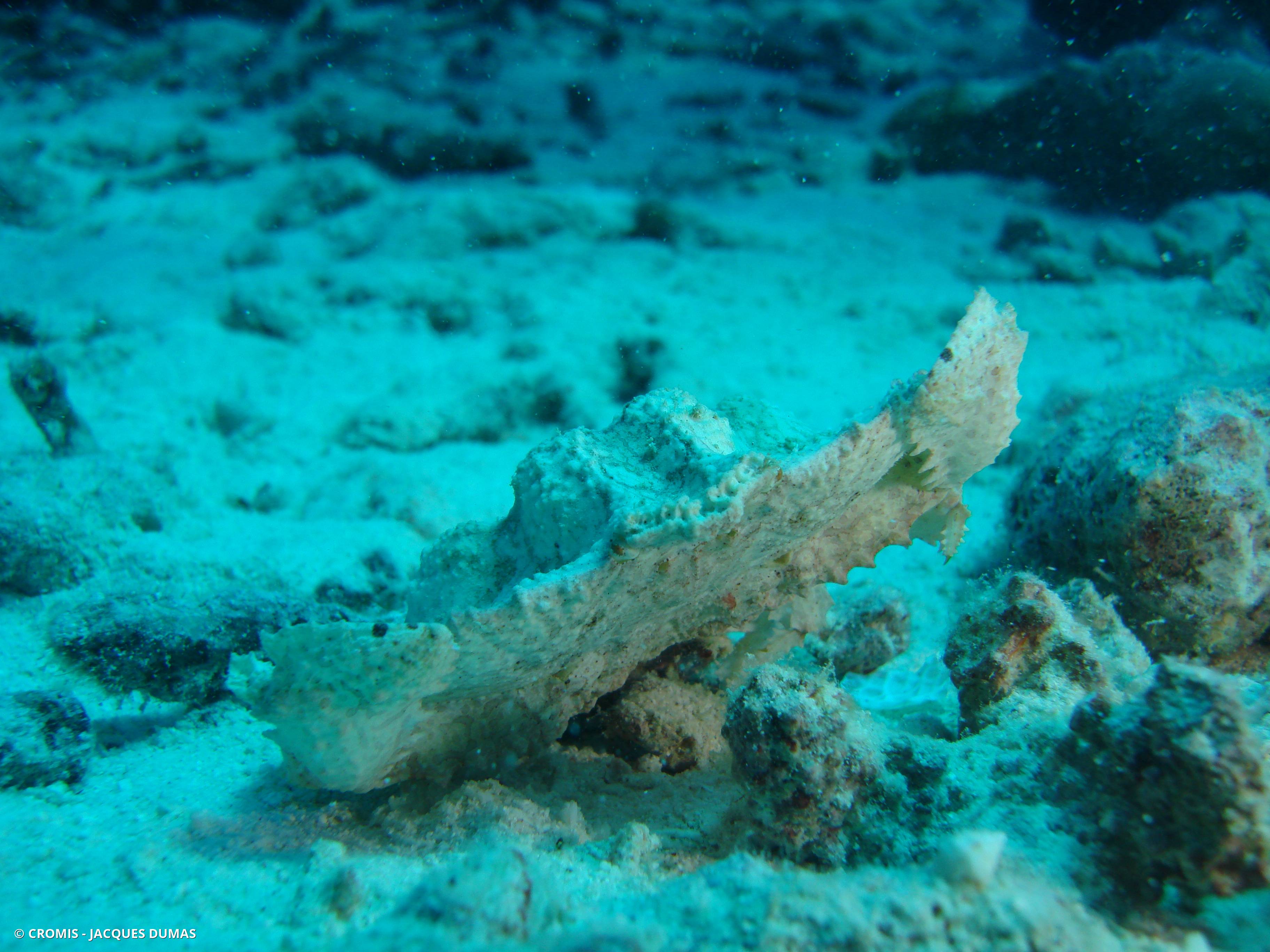 Aethra scruposa