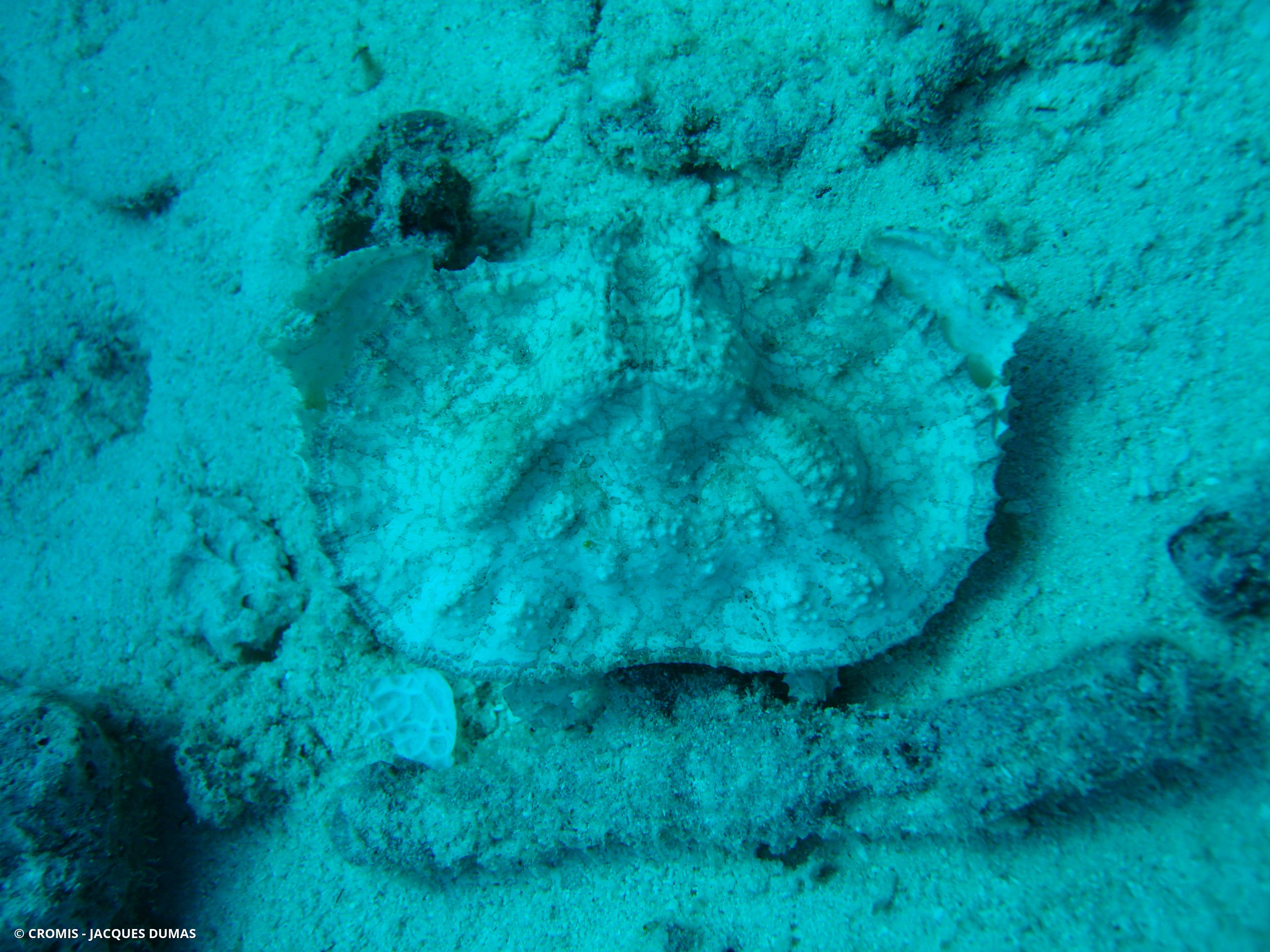 Aethra scruposa