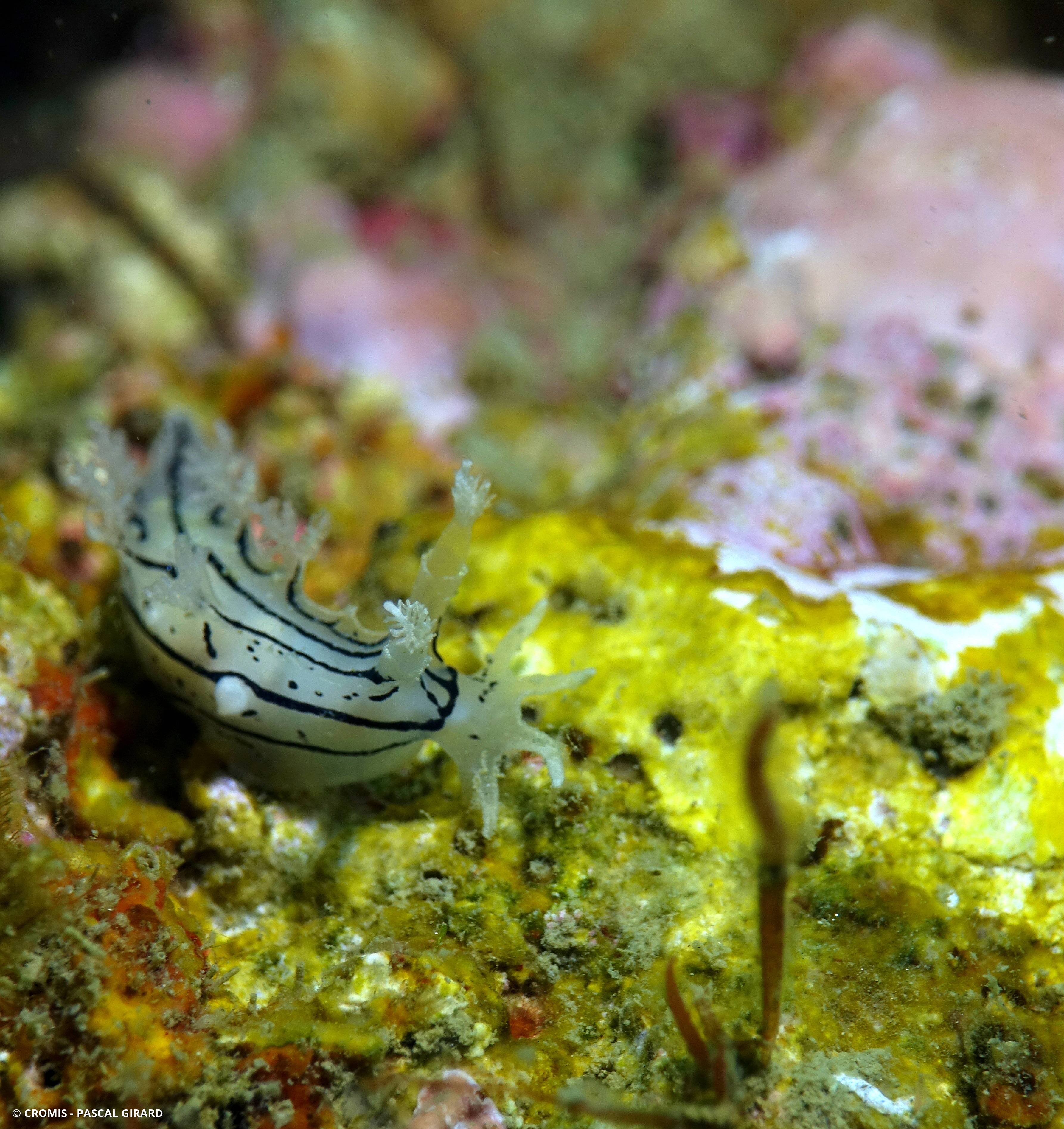Tritonie striée