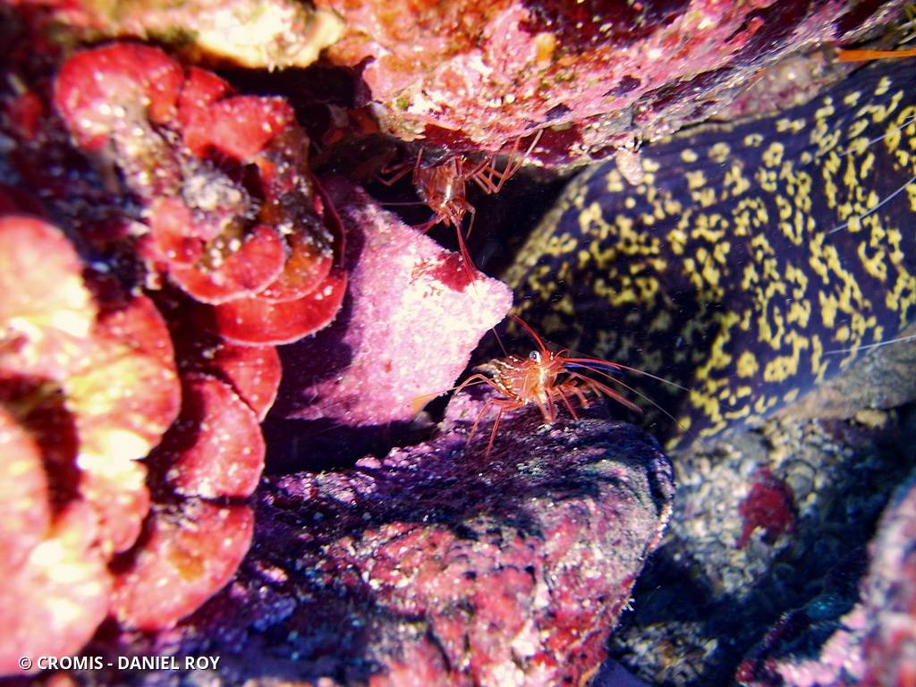 Crevette nettoyeuse rouge