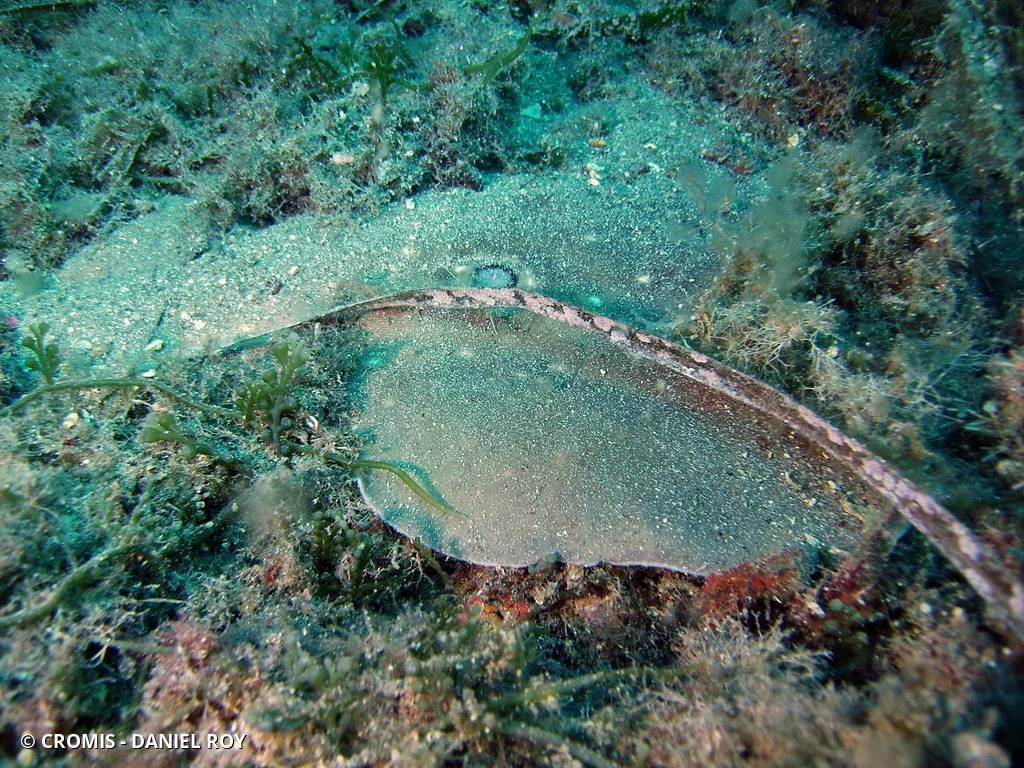 Torpille ocellée