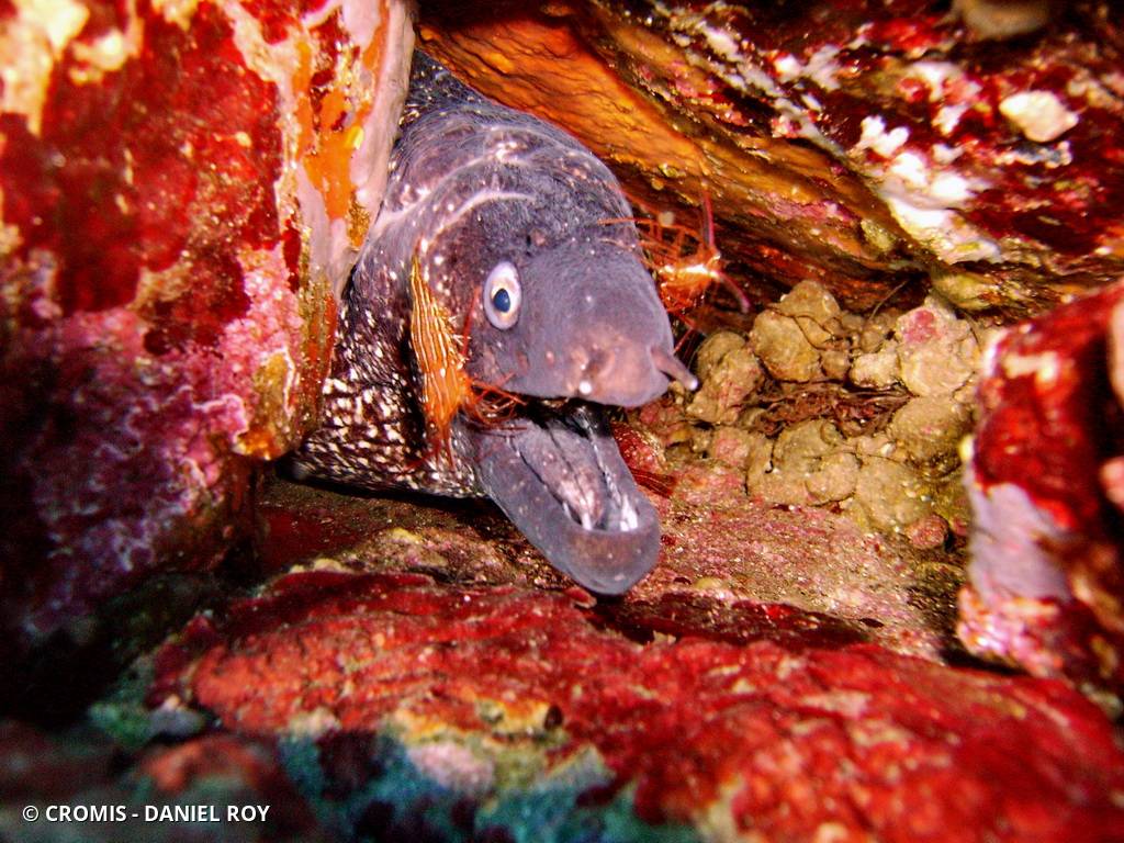 Crevette nettoyeuse rouge