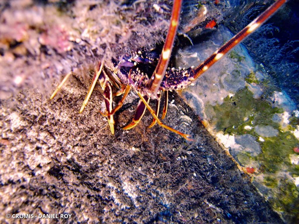 Langouste rouge