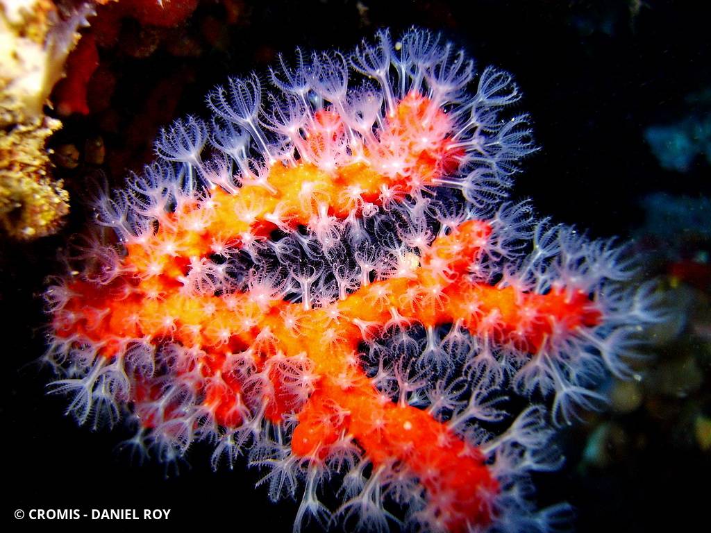 Corail rouge de Méditerranée