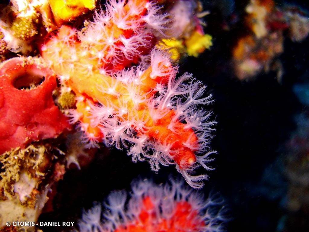 Corail rouge de Méditerranée